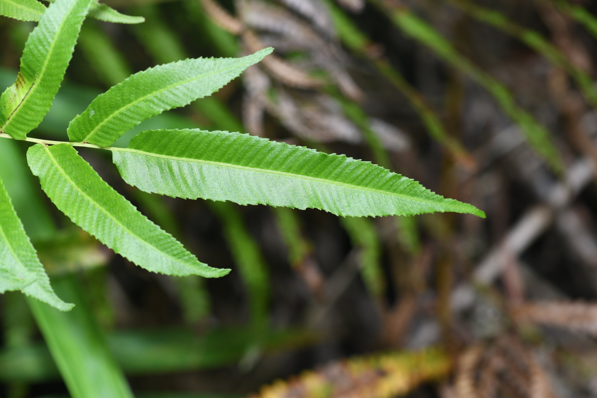 Meniscium serratum Cav. - Photo Bivouac Naturaliste