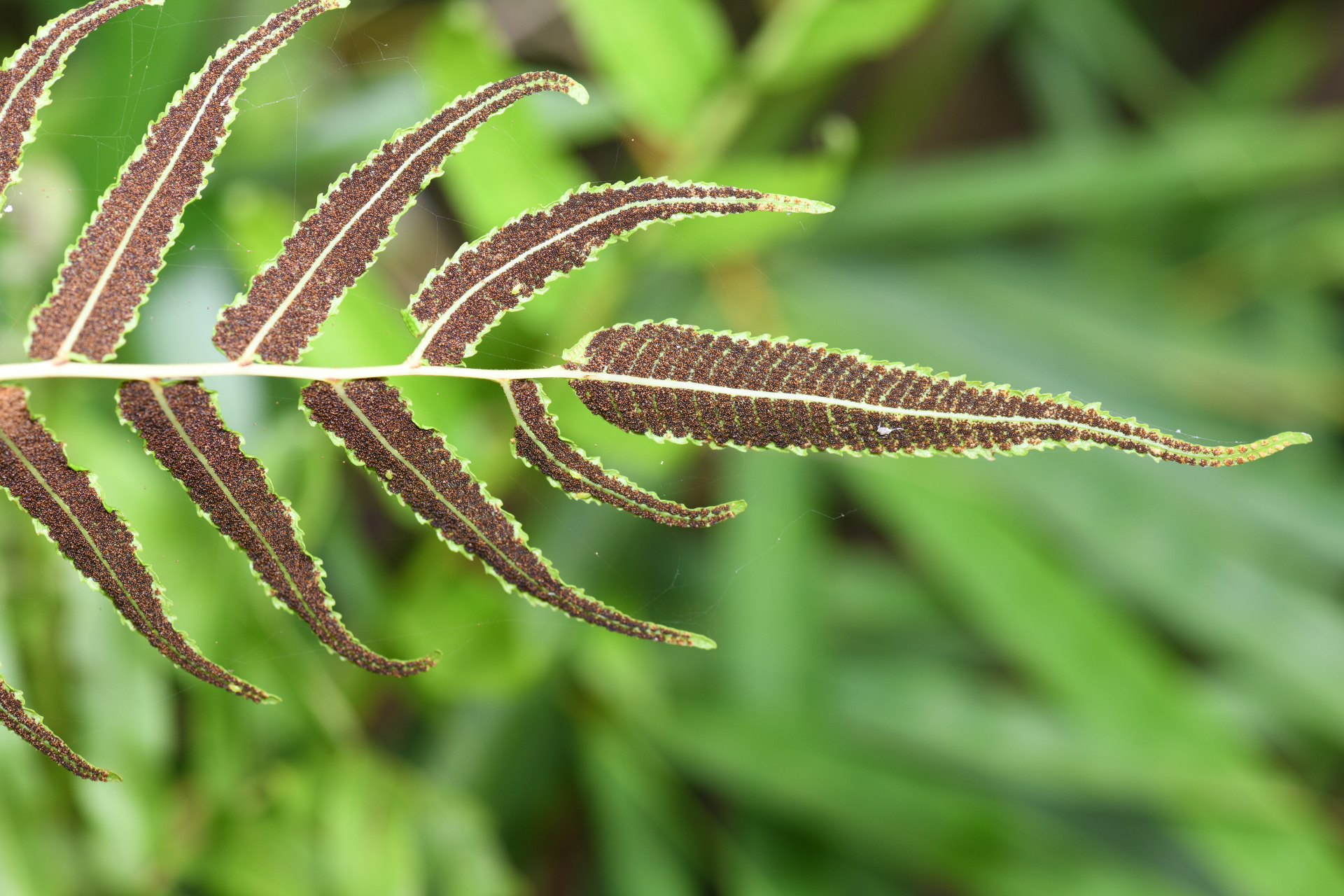 Meniscium serratum Cav. - Photo Bivouac Naturaliste