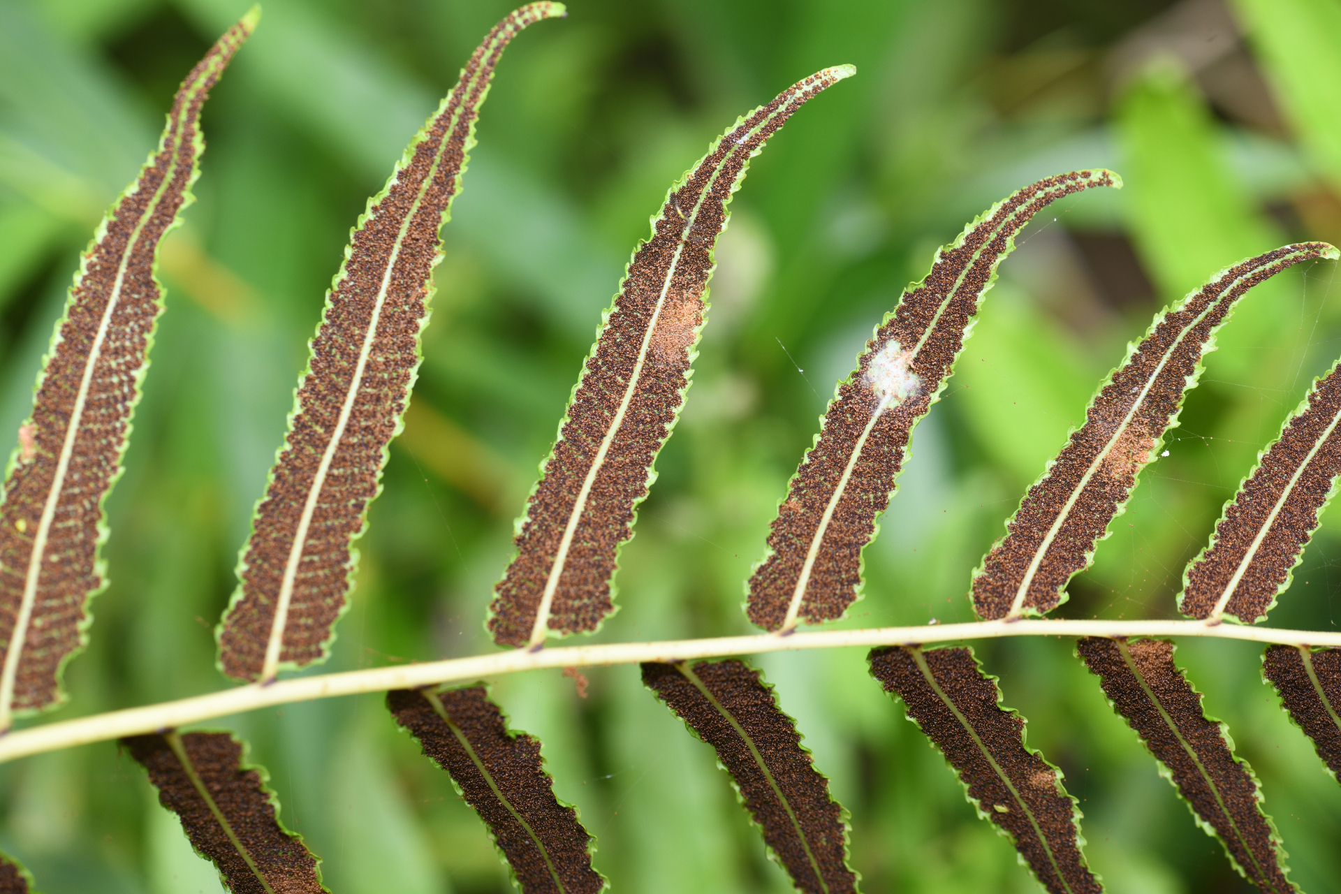 Meniscium serratum Cav. - Photo Bivouac Naturaliste