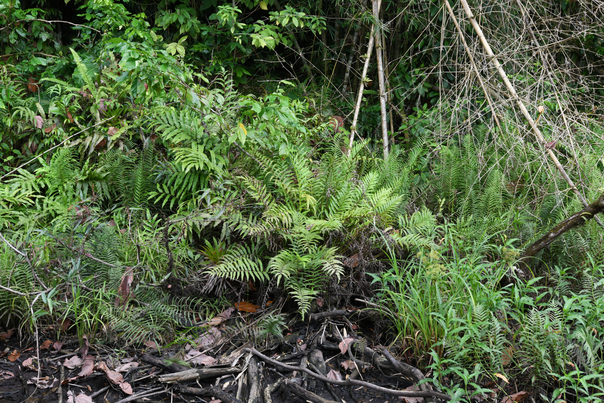 Meniscium serratum Cav. - Photo Bivouac Naturaliste
