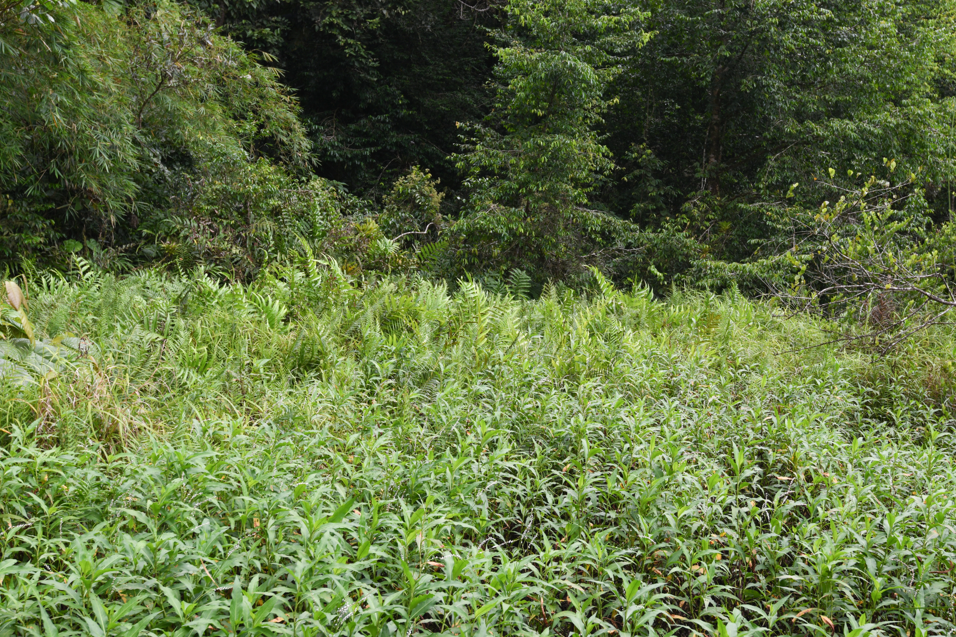 Meniscium serratum Cav. - Photo Bivouac Naturaliste