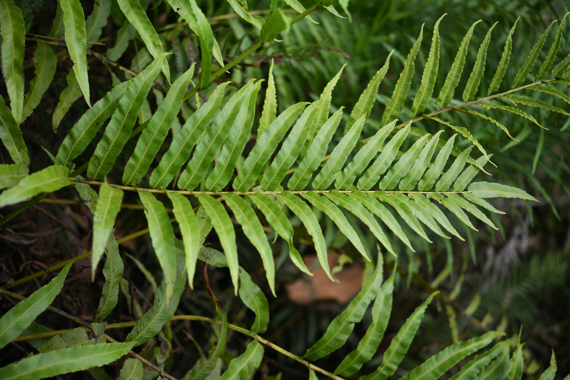 Meniscium serratum Cav. - Photo Bivouac Naturaliste