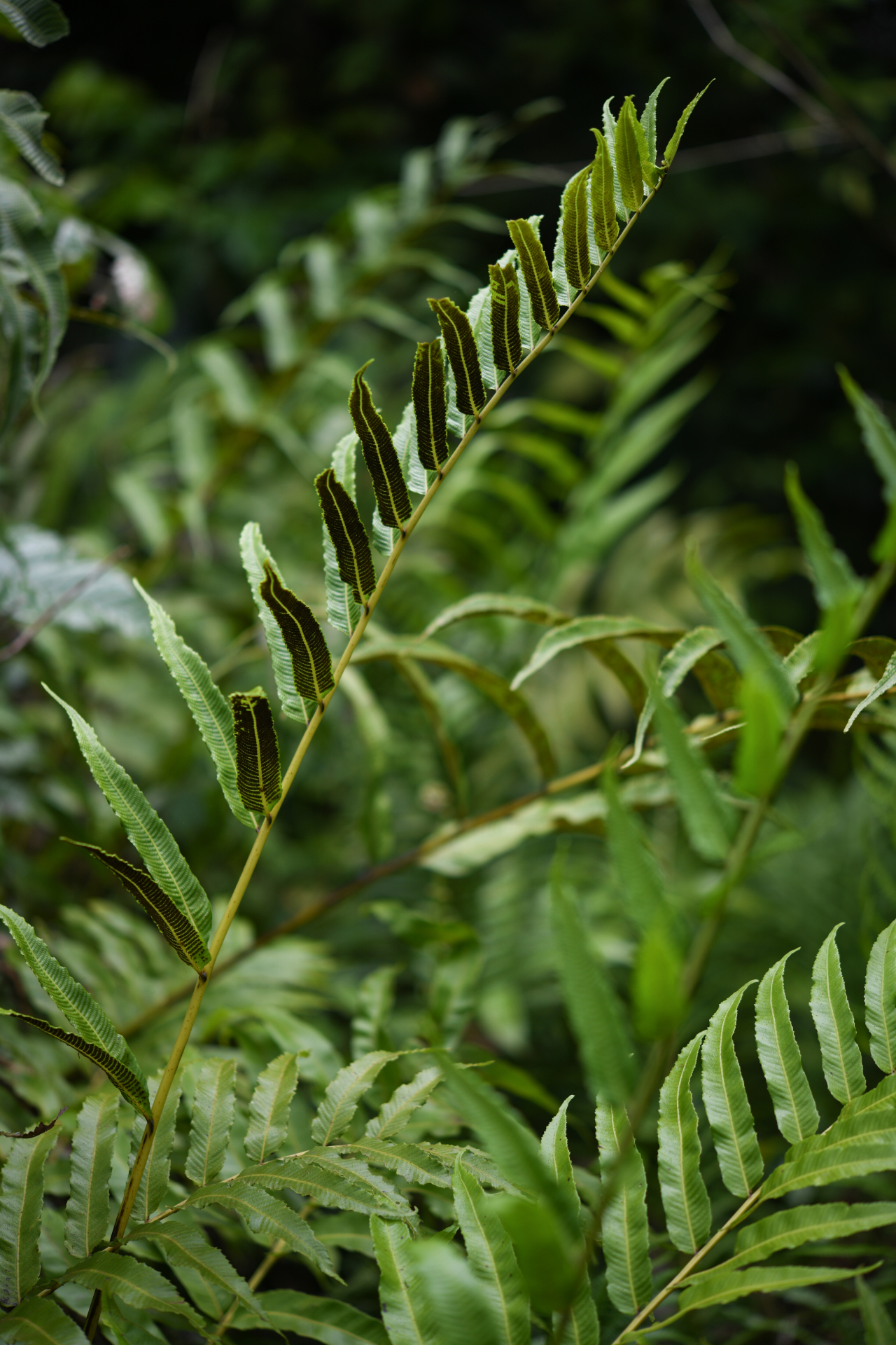 Meniscium serratum Cav. - Photo Bivouac Naturaliste