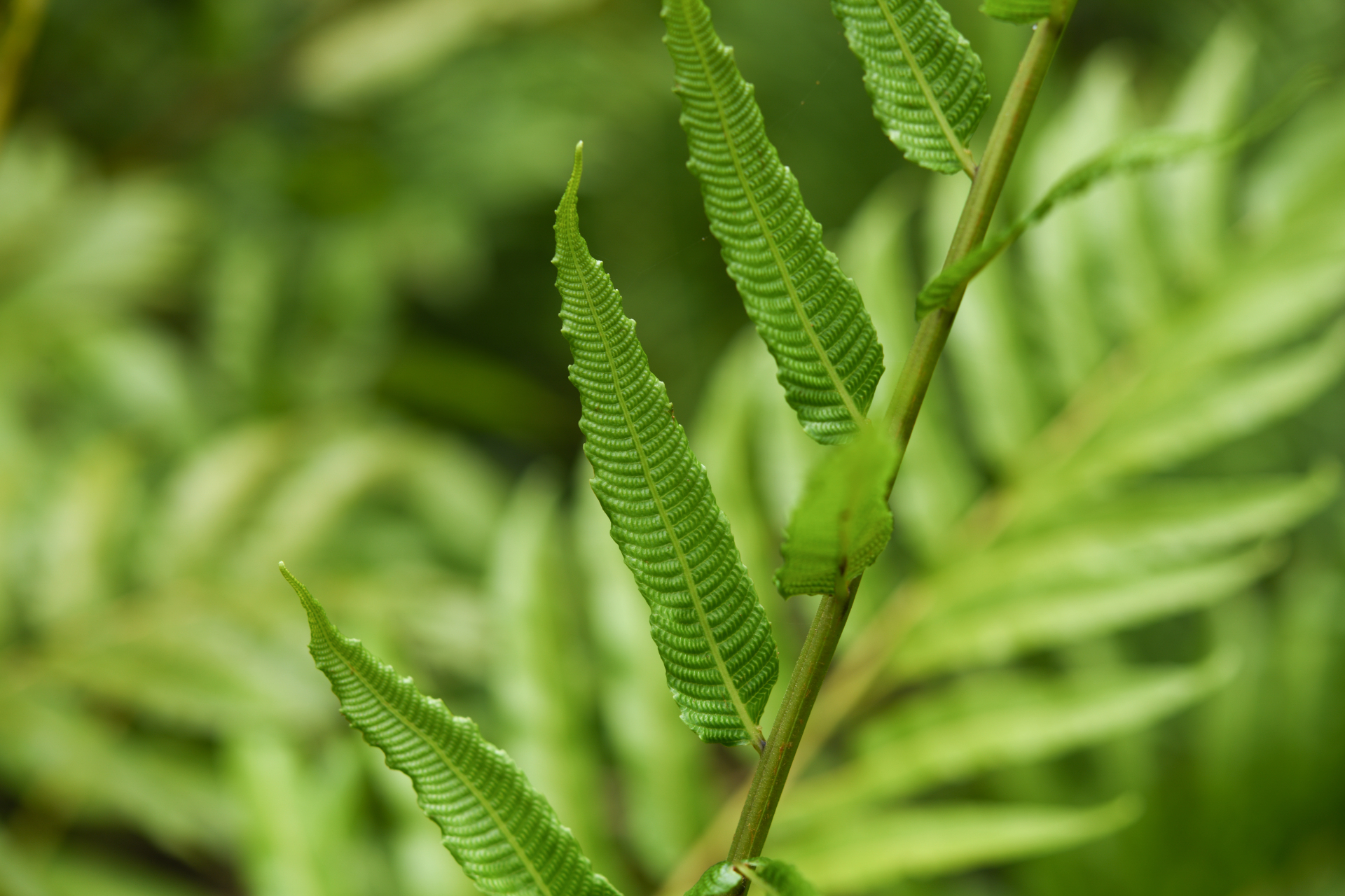 Meniscium serratum Cav. - Photo Bivouac Naturaliste