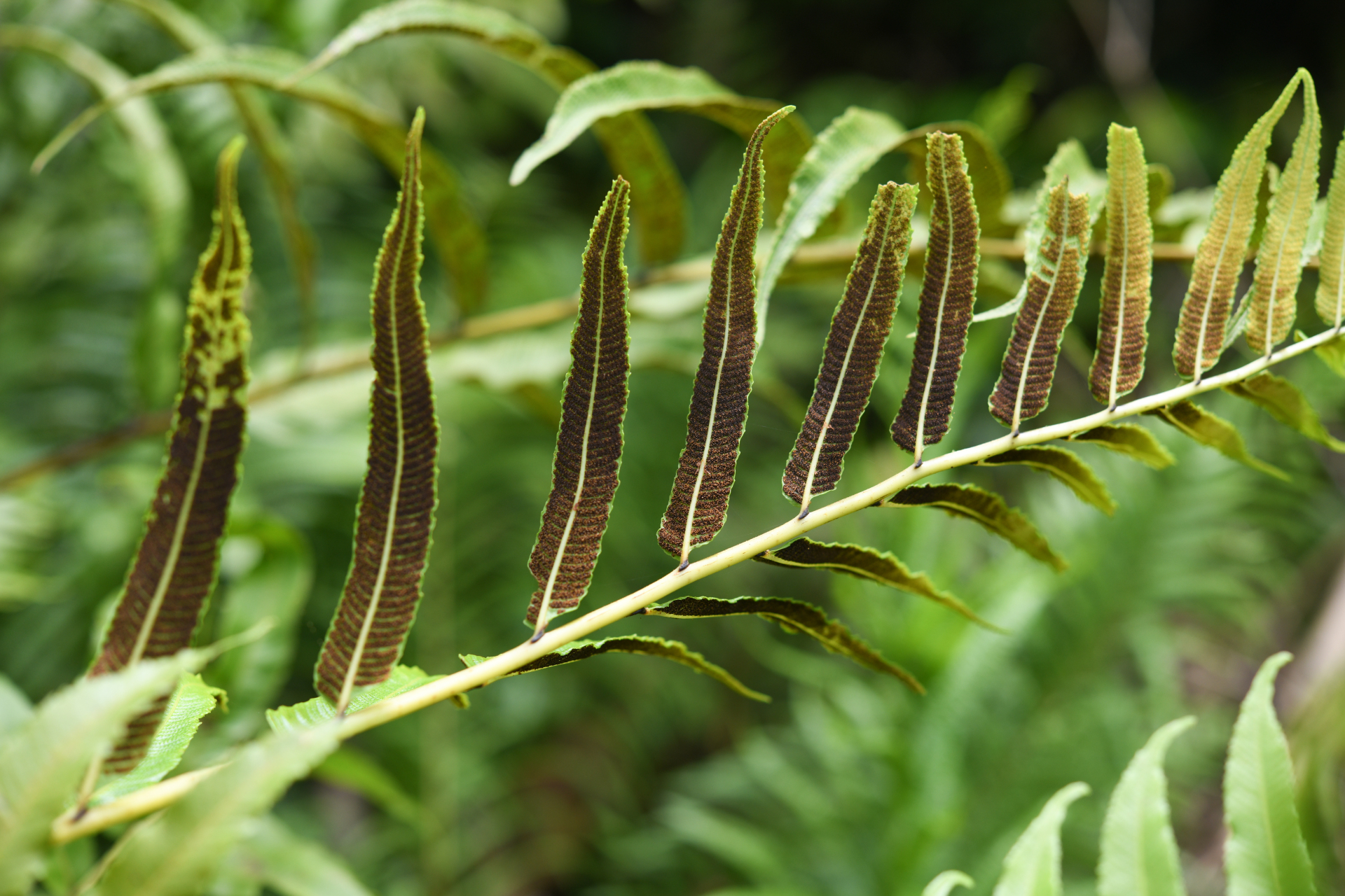 Meniscium serratum Cav. - Photo Bivouac Naturaliste