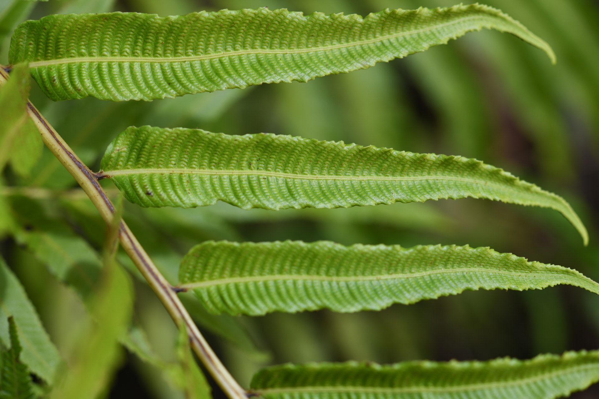 Meniscium serratum Cav. - Photo Bivouac Naturaliste