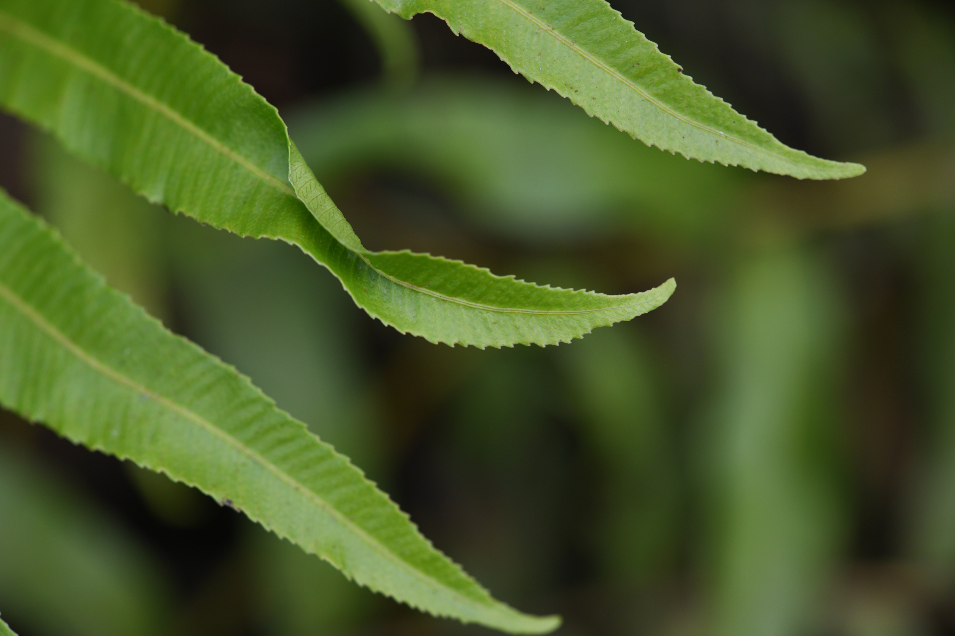 Meniscium serratum Cav. - Photo Bivouac Naturaliste