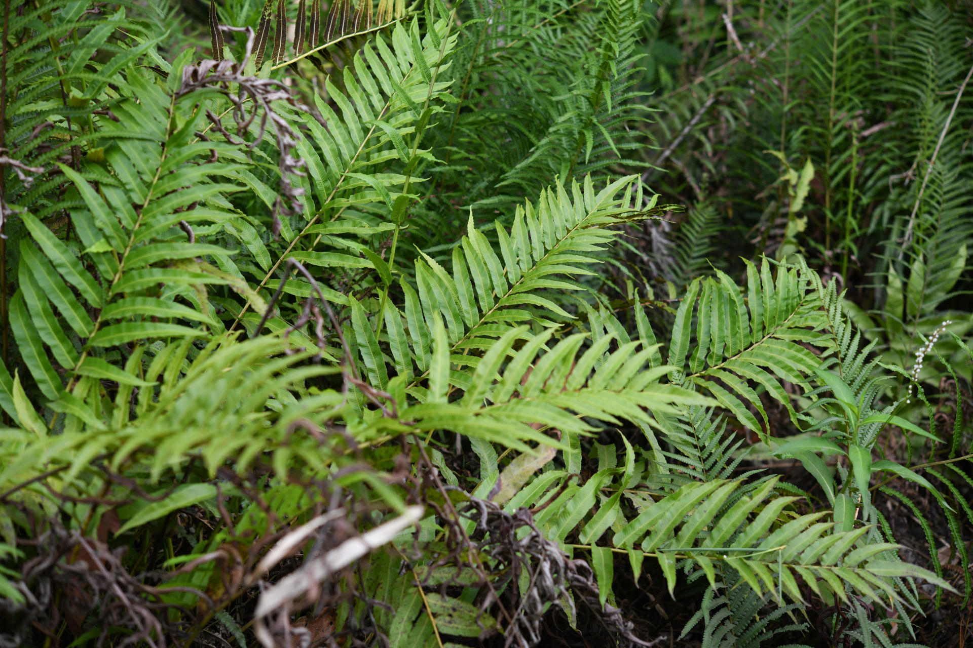 Meniscium serratum Cav. - Photo Bivouac Naturaliste