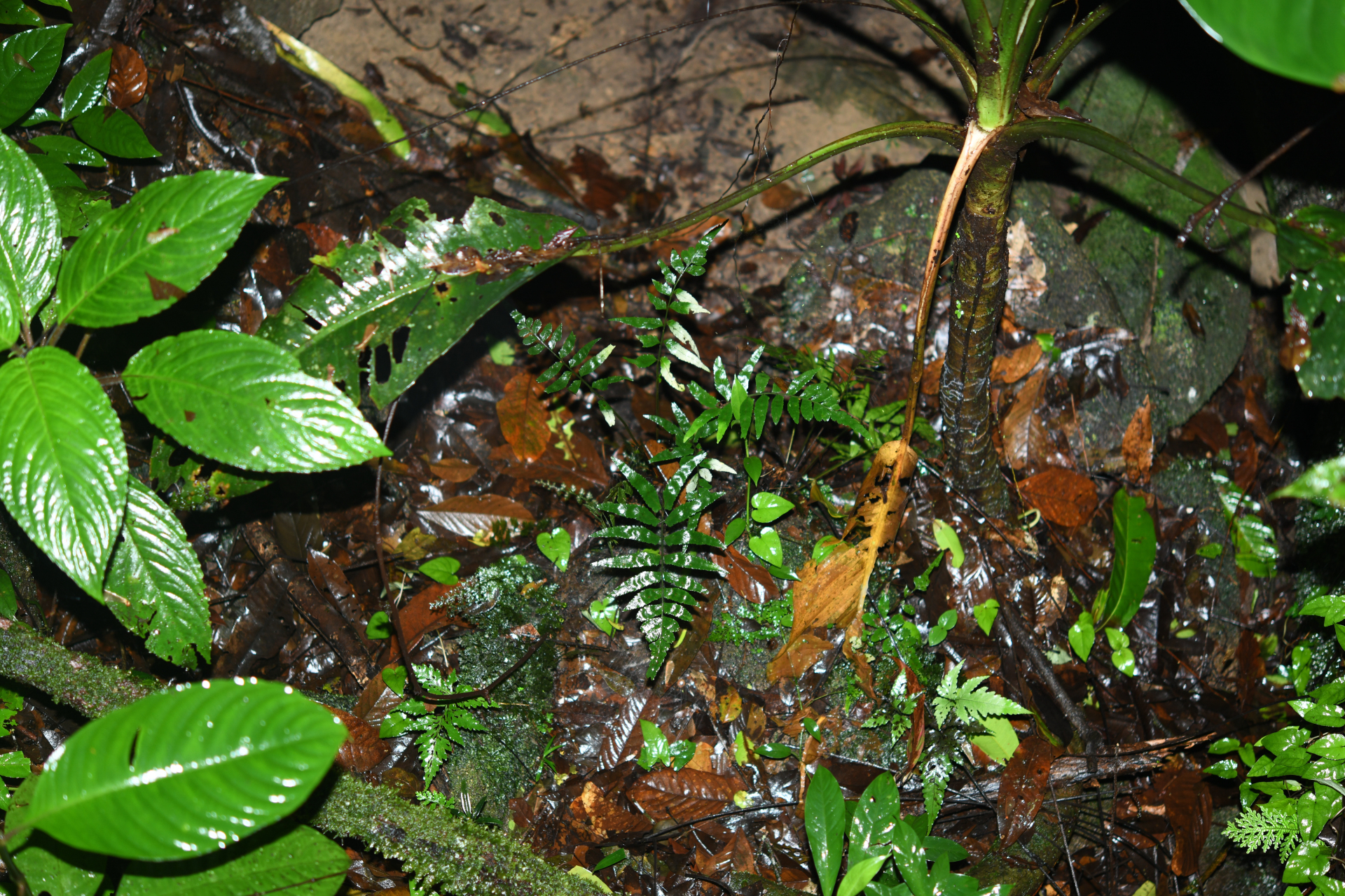 Asplenium abscissum Willd. - Photo Bivouac Naturaliste