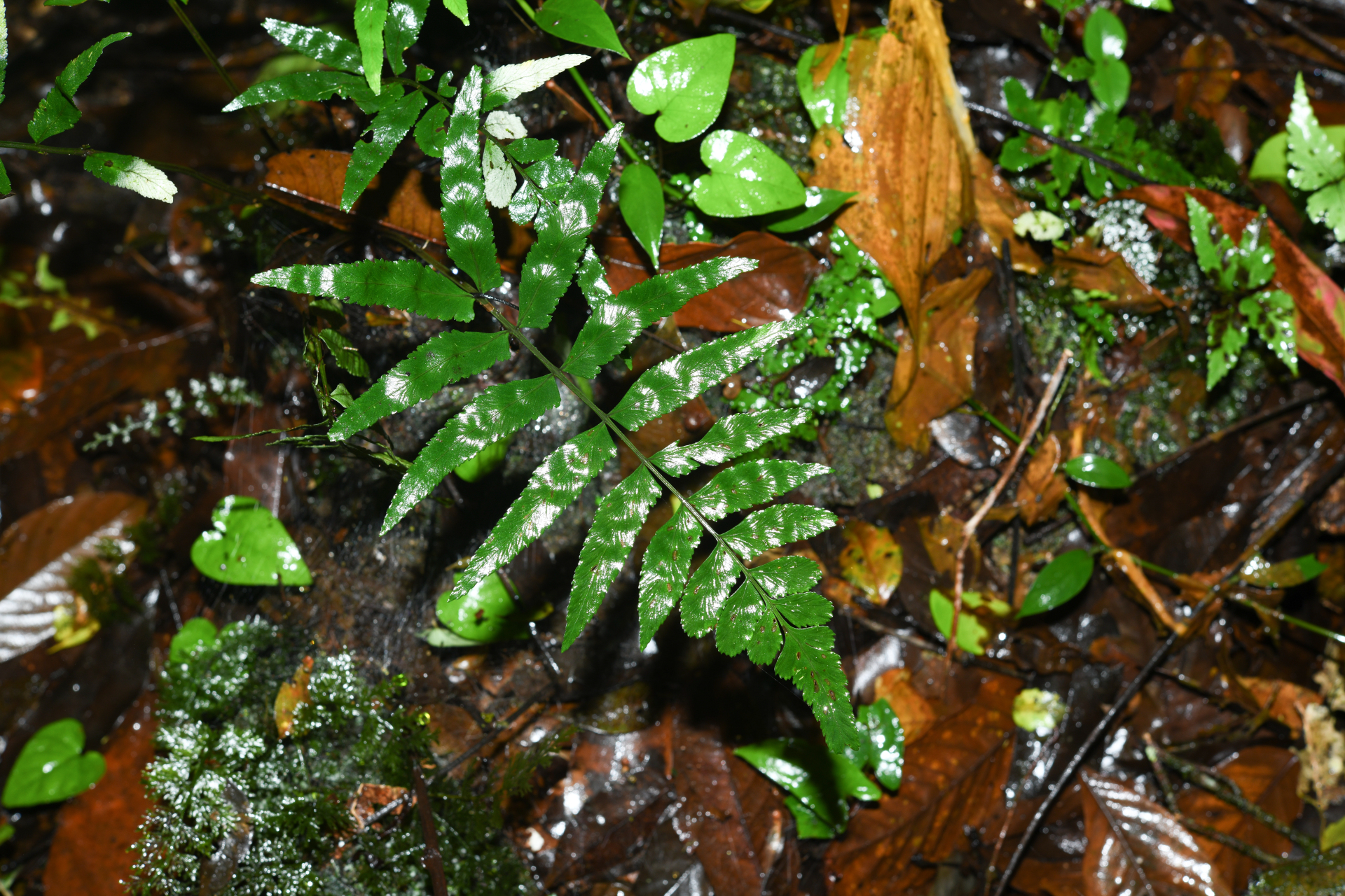 Asplenium abscissum Willd. - Photo Bivouac Naturaliste