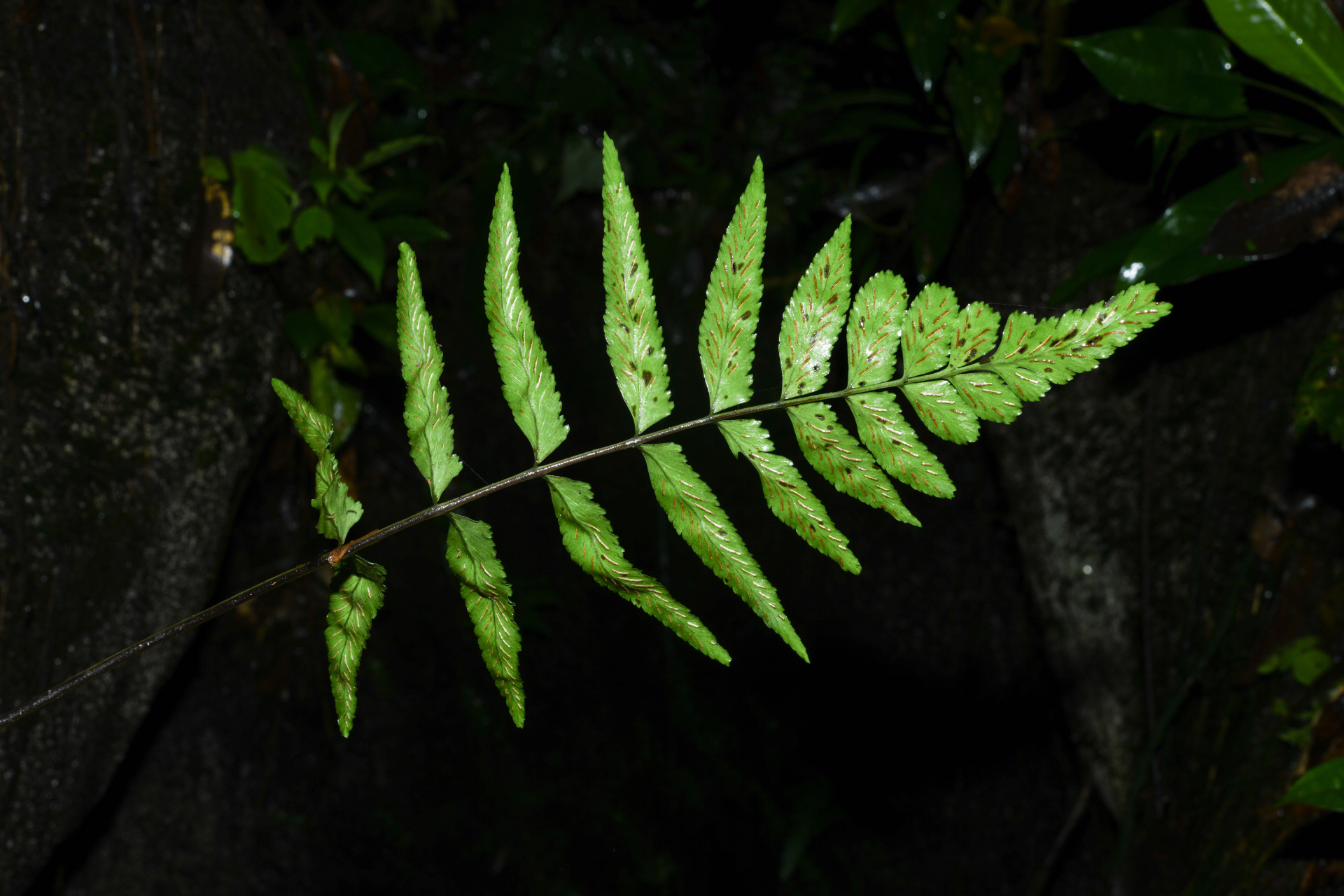 Asplenium abscissum Willd. - Photo Bivouac Naturaliste