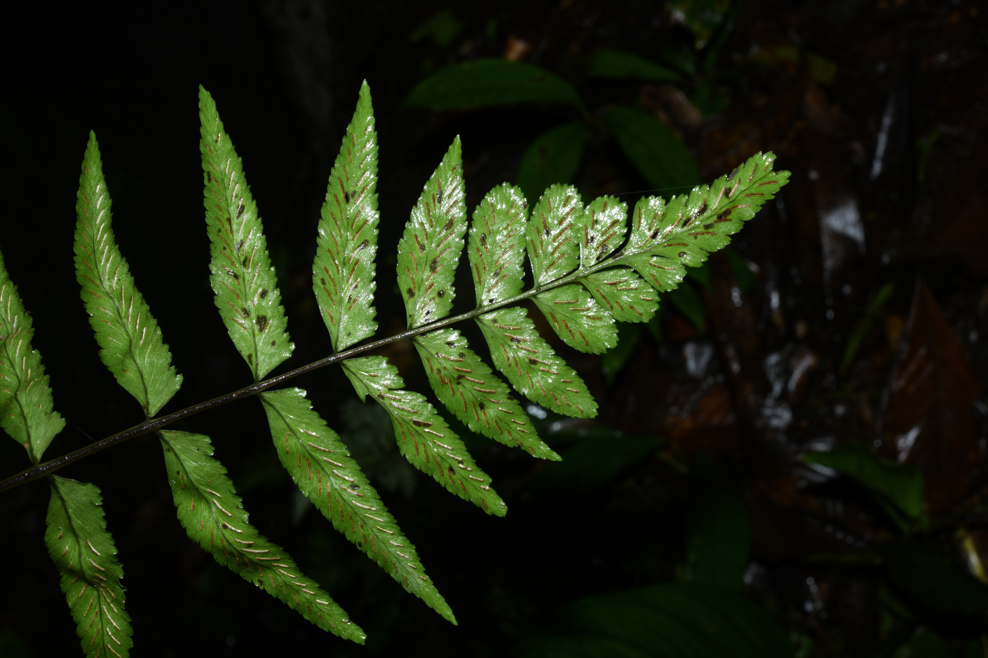 Asplenium abscissum Willd. - Photo Bivouac Naturaliste