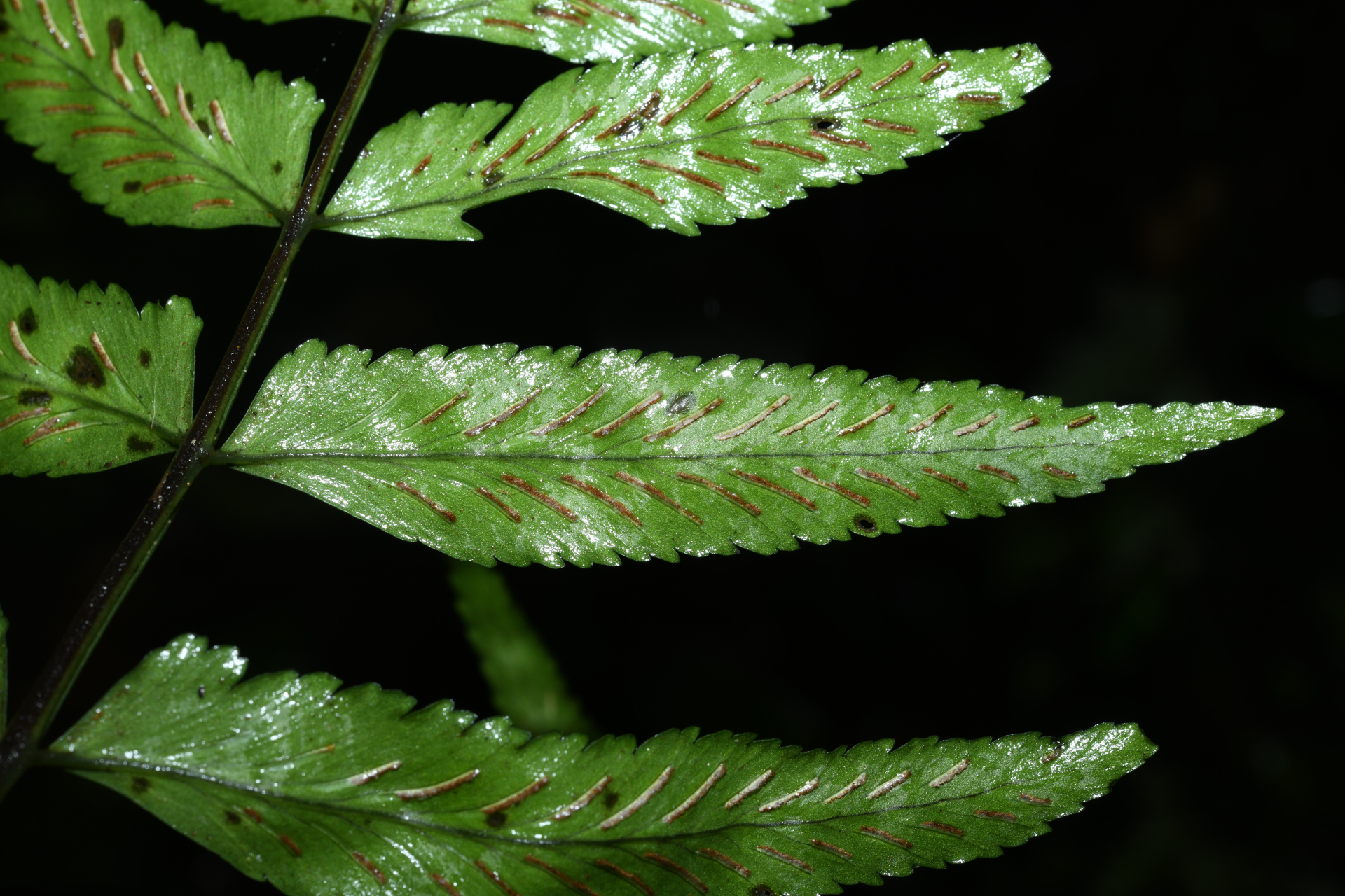Asplenium abscissum Willd. - Photo Bivouac Naturaliste