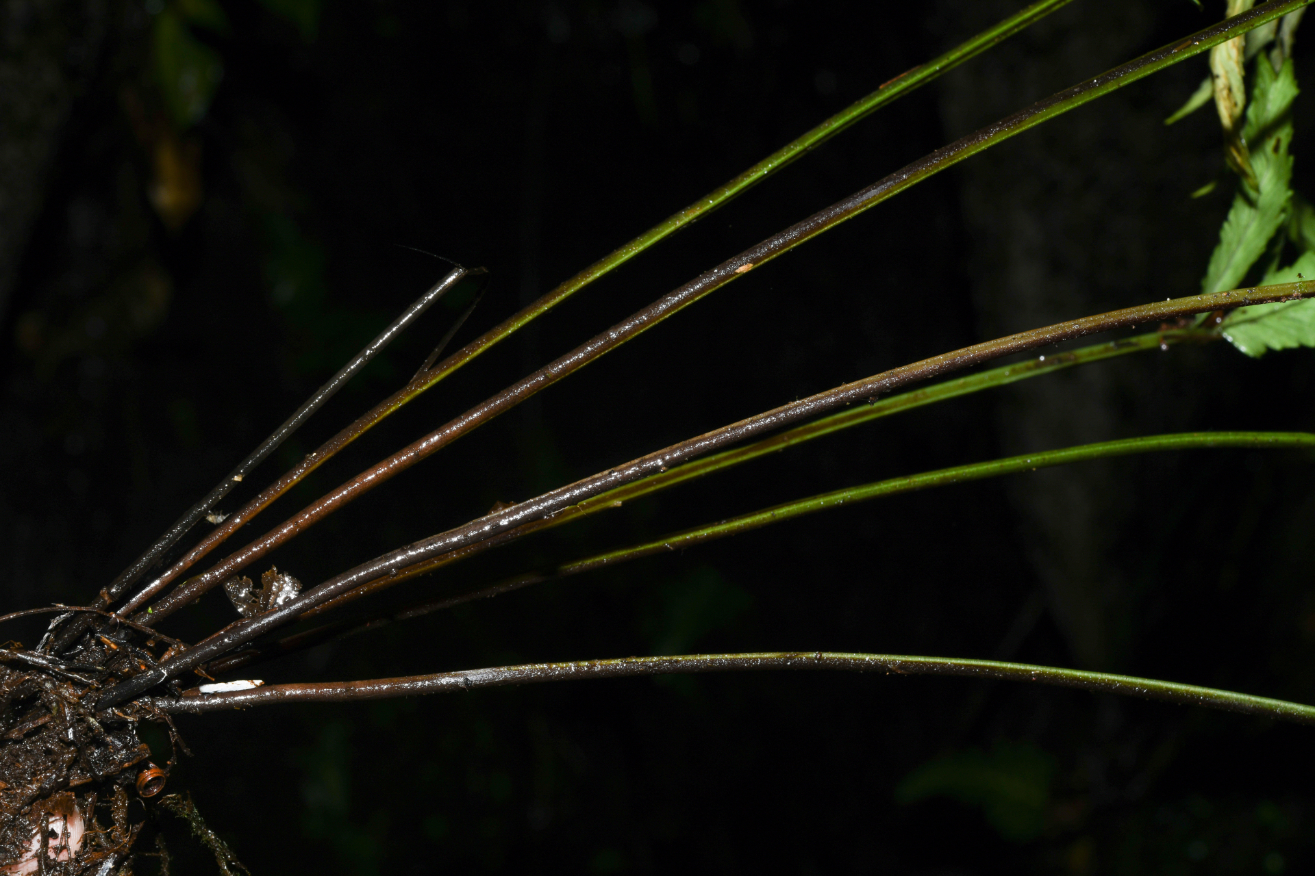 Asplenium abscissum Willd. - Photo Bivouac Naturaliste