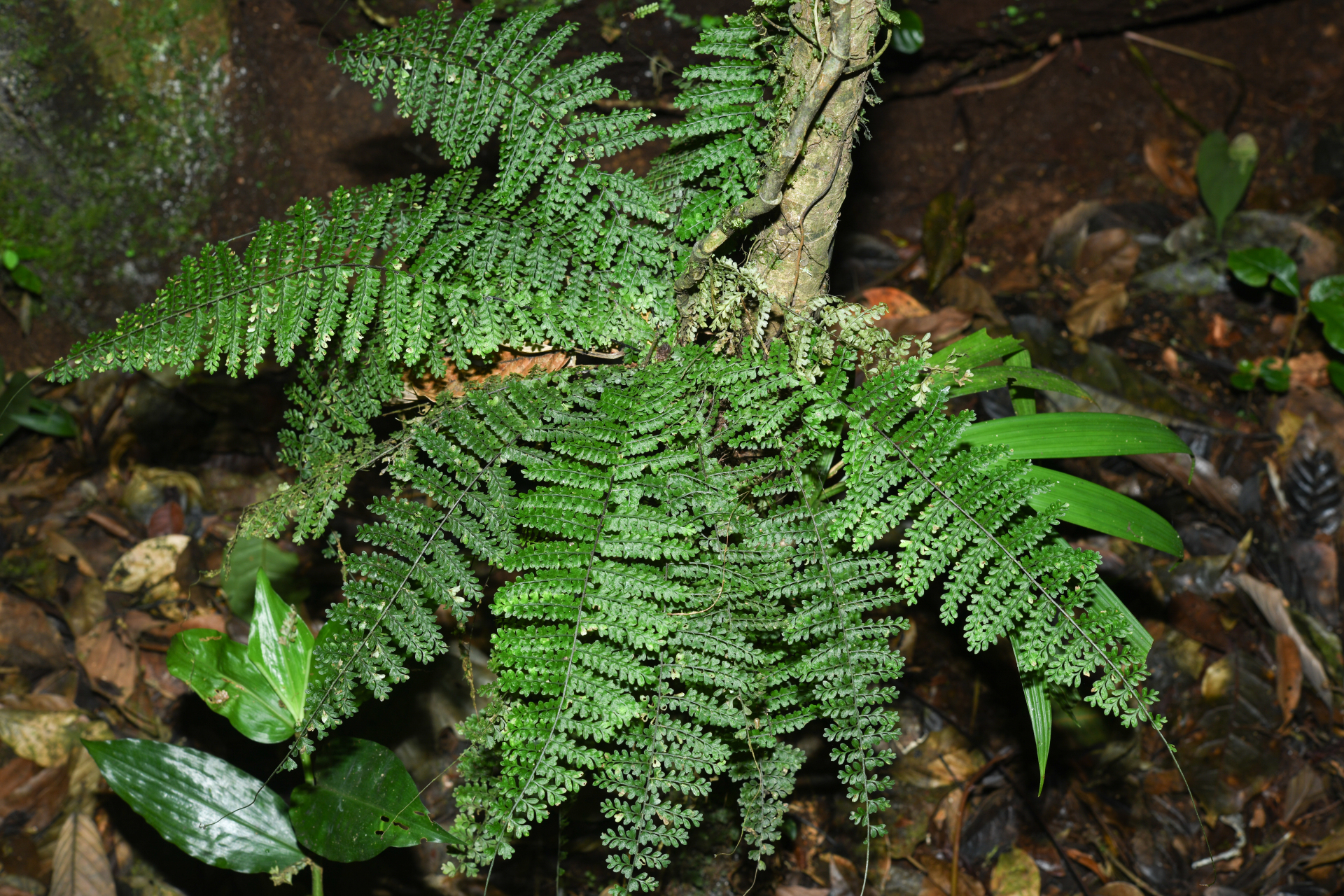 Asplenium rutaceum (Willd.) Mett. - Photo Bivouac Naturaliste