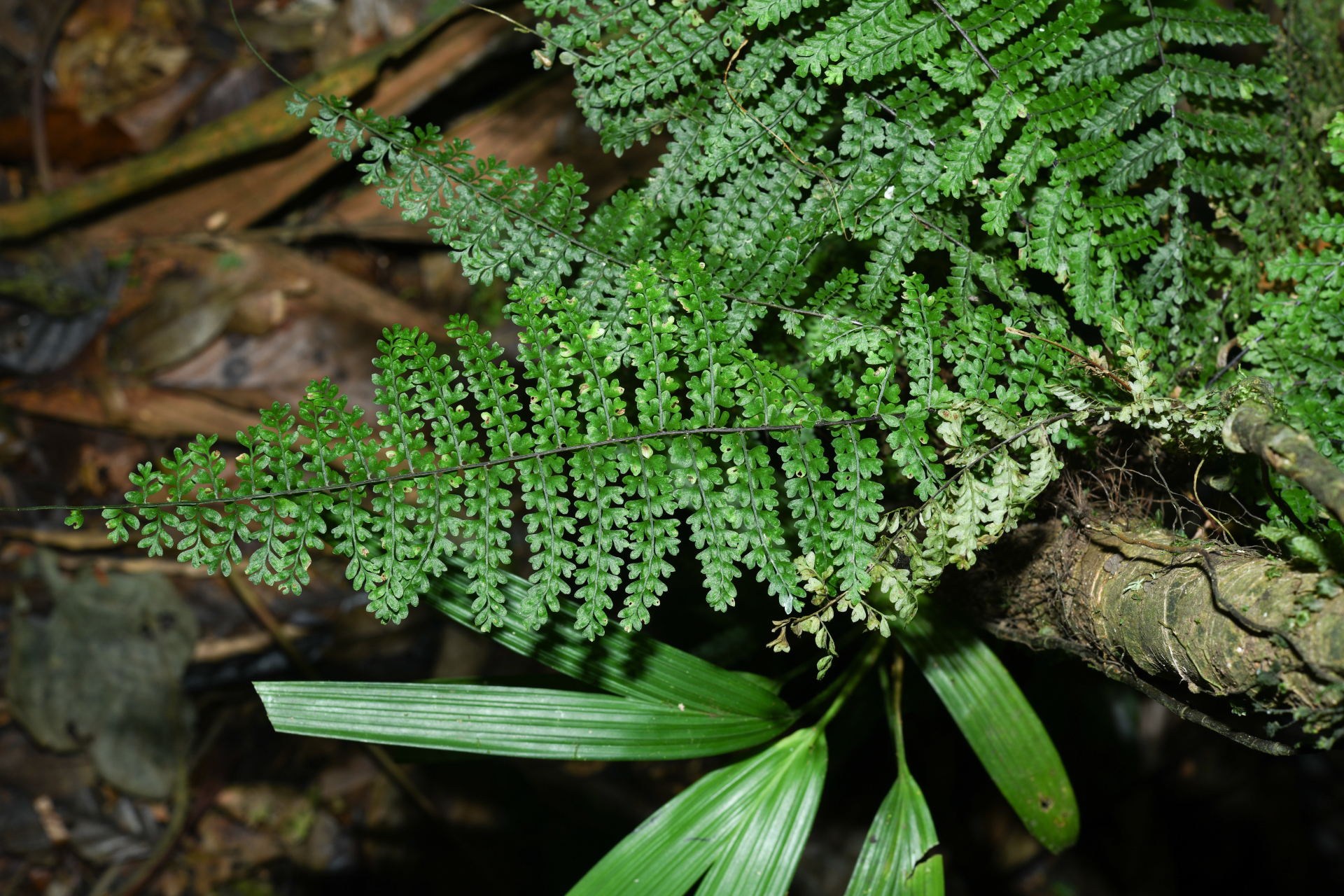 Asplenium rutaceum (Willd.) Mett. - Photo Bivouac Naturaliste