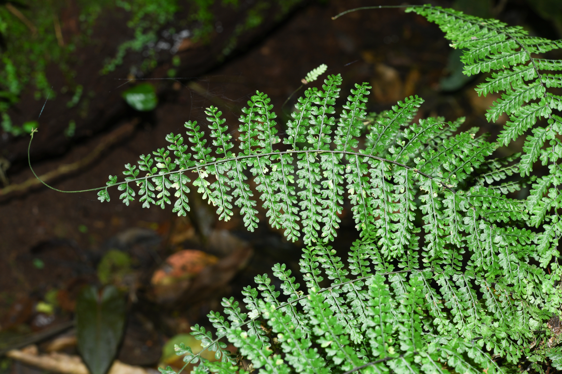 Asplenium rutaceum (Willd.) Mett. - Photo Bivouac Naturaliste