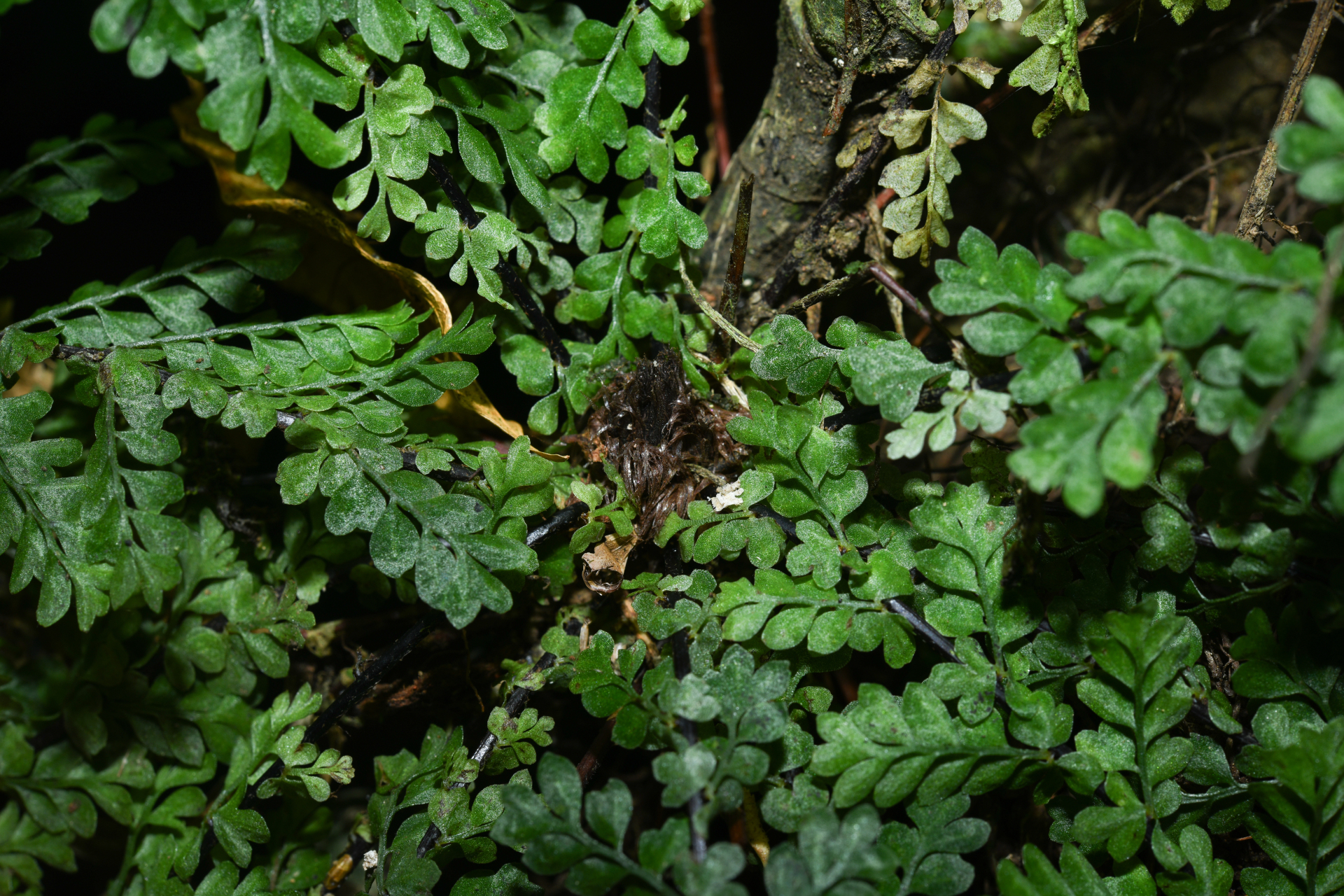 Asplenium rutaceum (Willd.) Mett. - Photo Bivouac Naturaliste