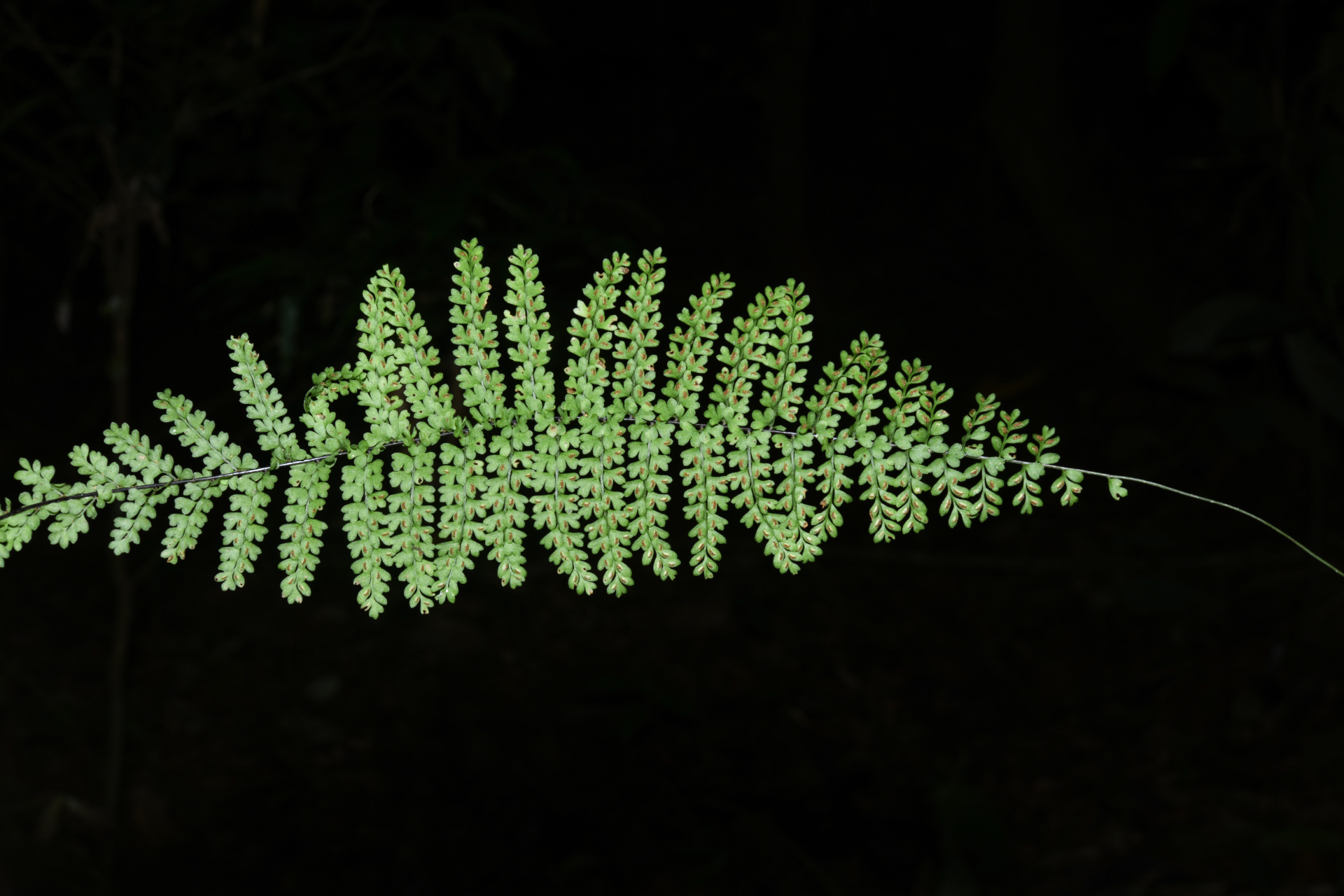 Asplenium rutaceum (Willd.) Mett. - Photo Bivouac Naturaliste