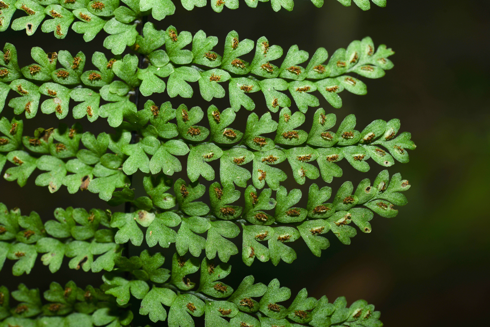 Asplenium rutaceum (Willd.) Mett. - Photo Bivouac Naturaliste