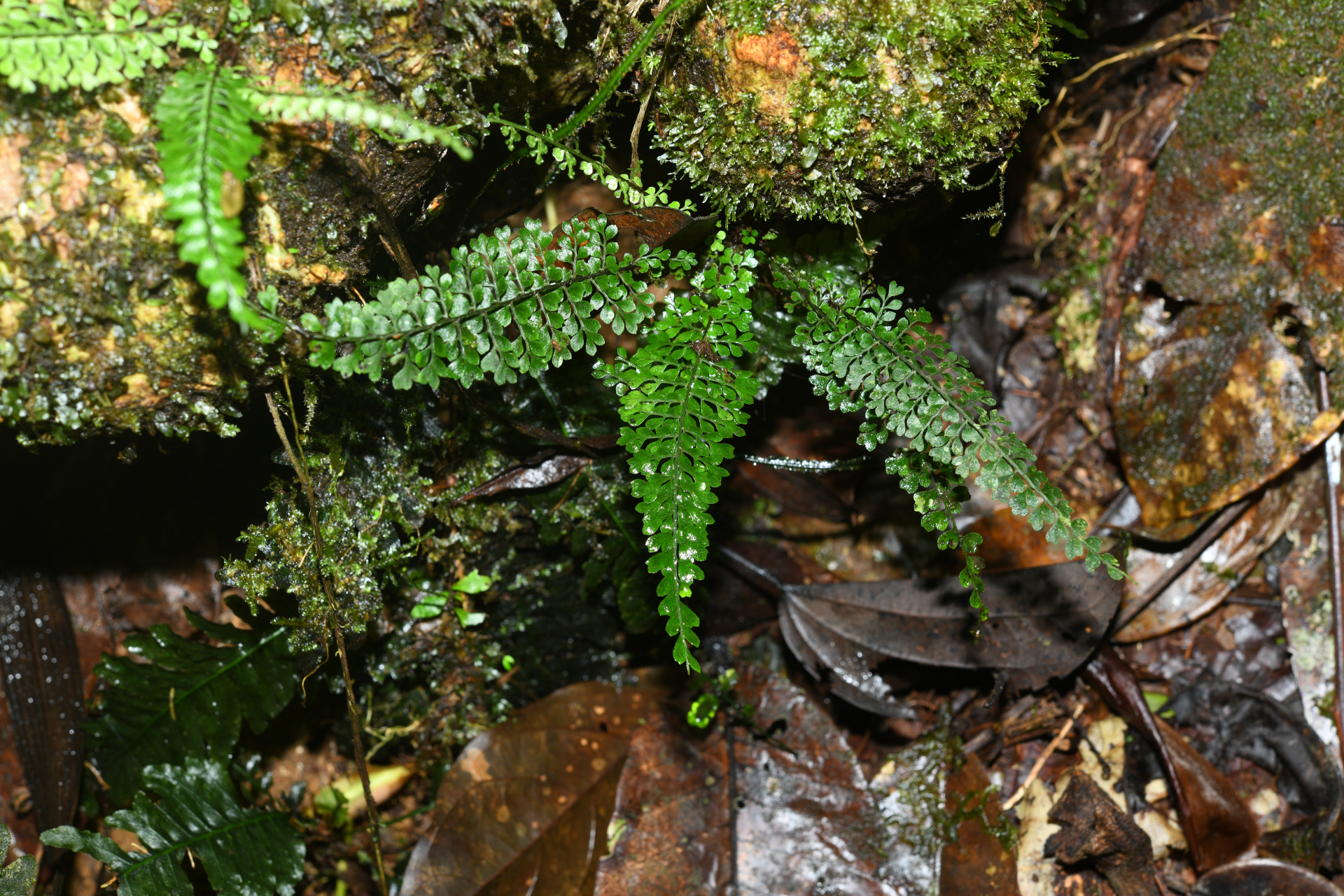 Asplenium rutaceum (Willd.) Mett. - Photo Bivouac Naturaliste