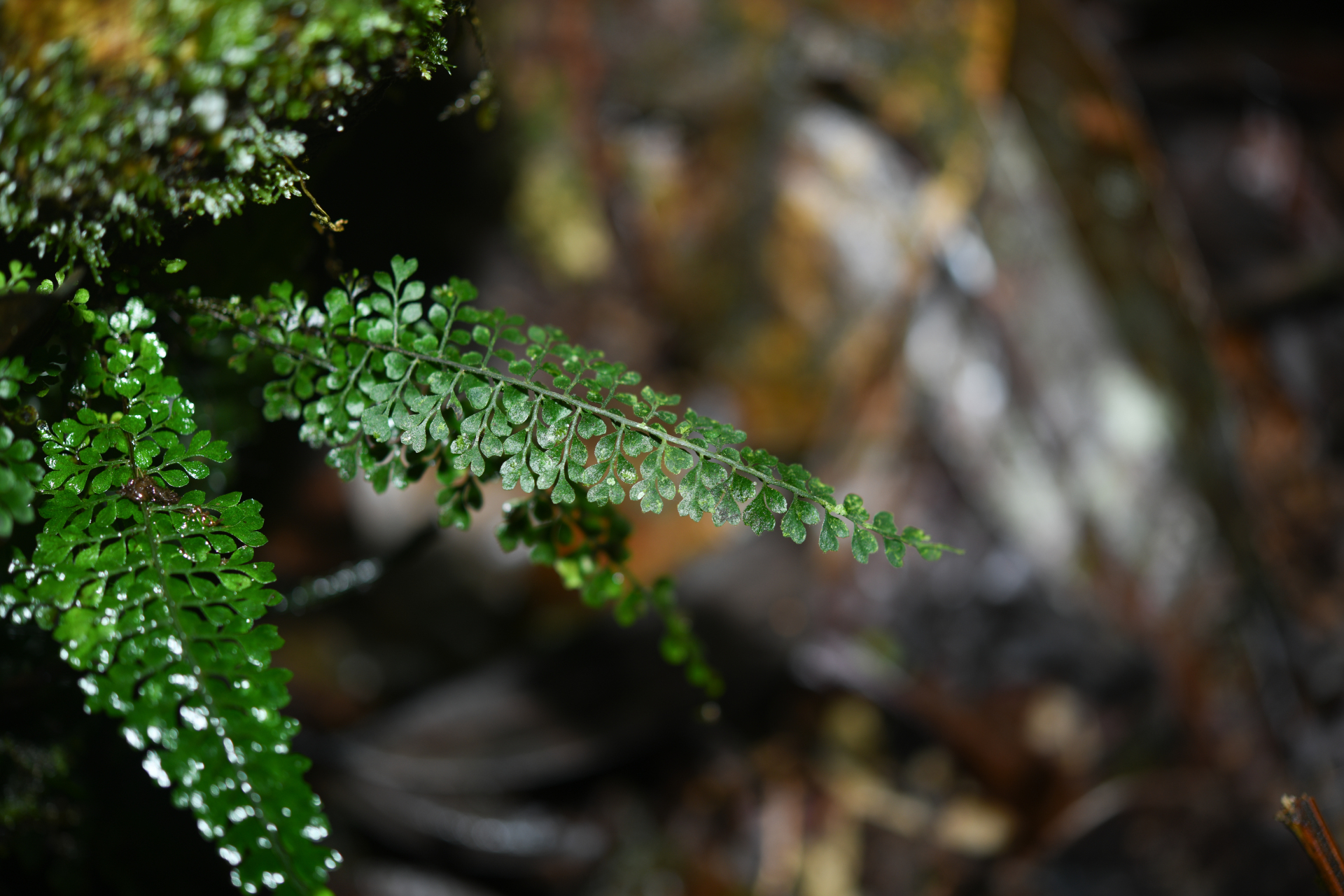 Asplenium rutaceum (Willd.) Mett. - Photo Bivouac Naturaliste