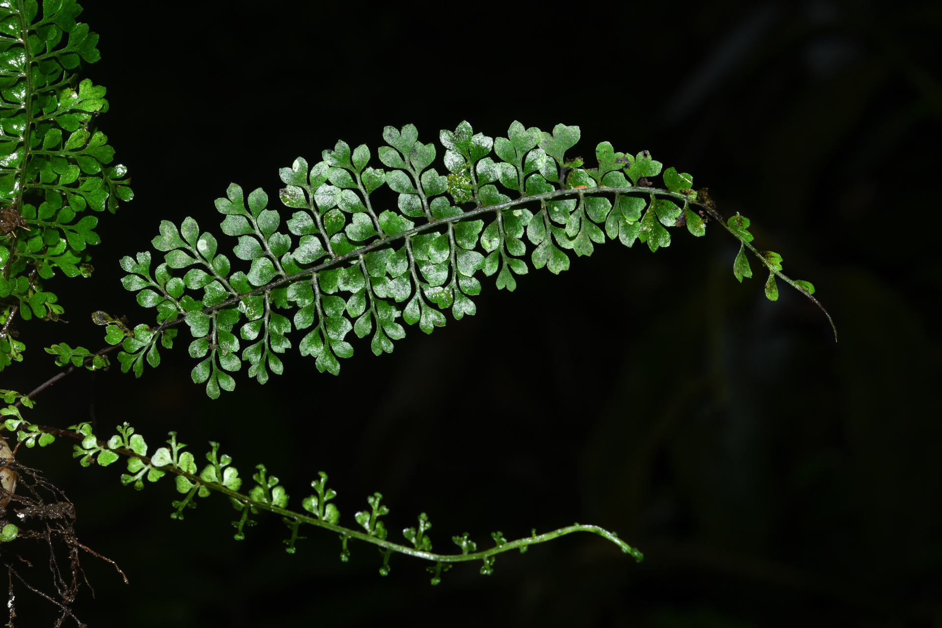 Asplenium rutaceum (Willd.) Mett. - Photo Bivouac Naturaliste
