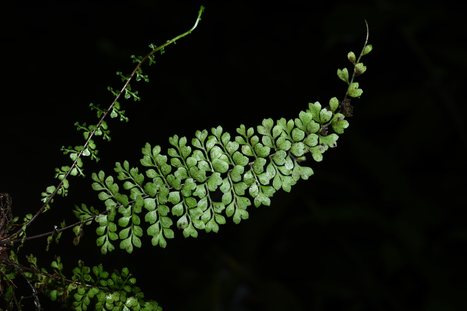 Asplenium rutaceum (Willd.) Mett. - Photo Bivouac Naturaliste