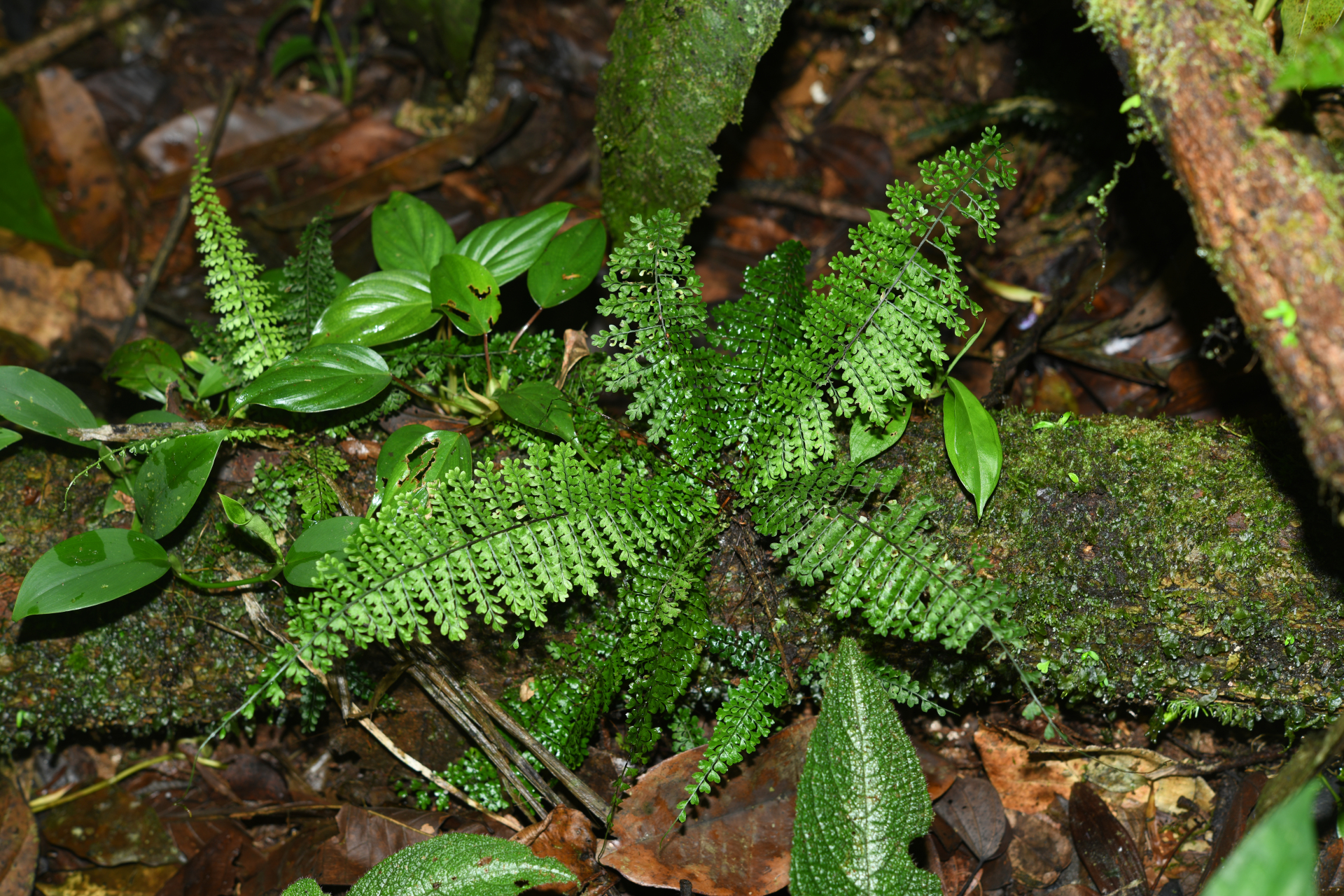 Asplenium rutaceum (Willd.) Mett. - Photo Bivouac Naturaliste