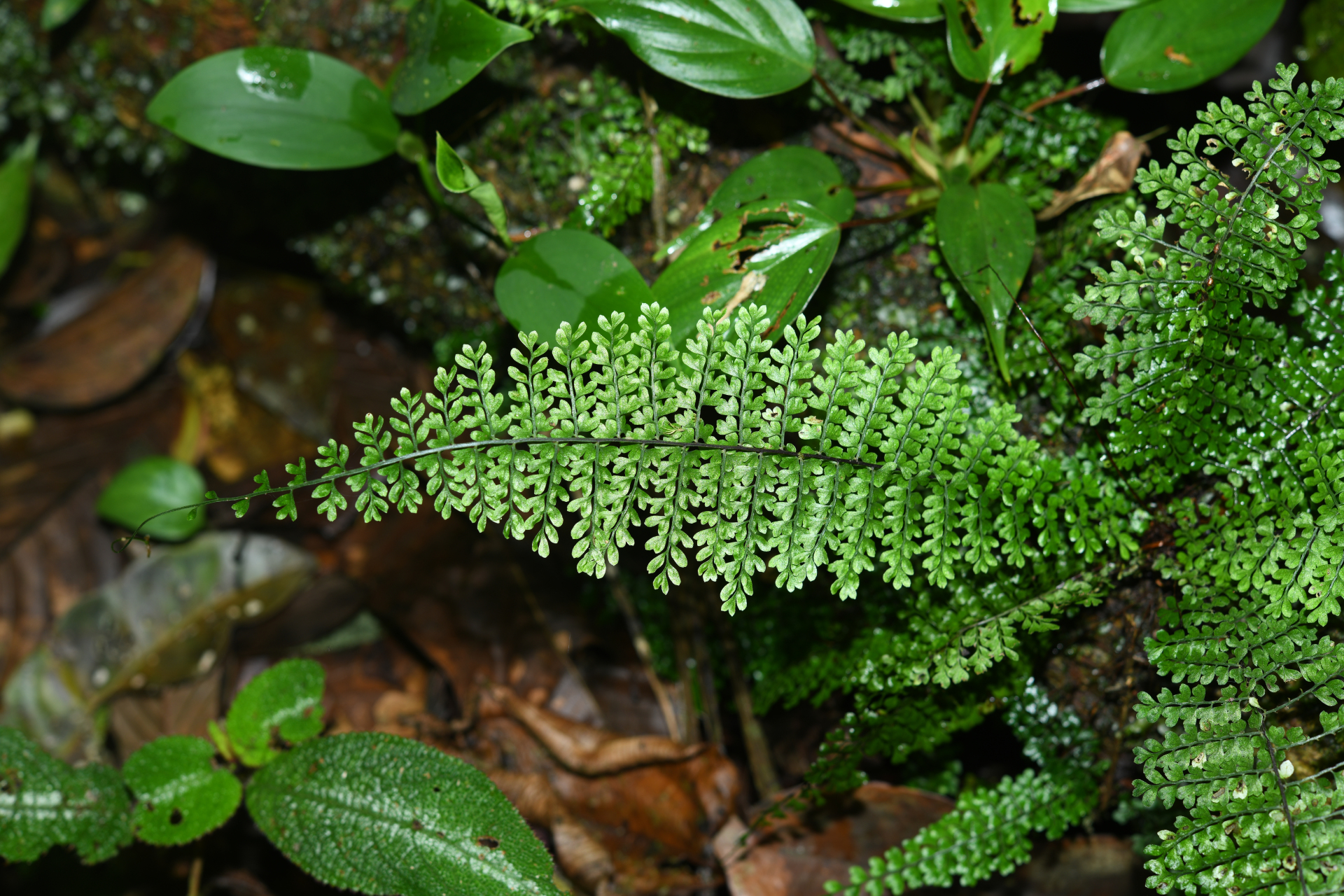 Asplenium rutaceum (Willd.) Mett. - Photo Bivouac Naturaliste