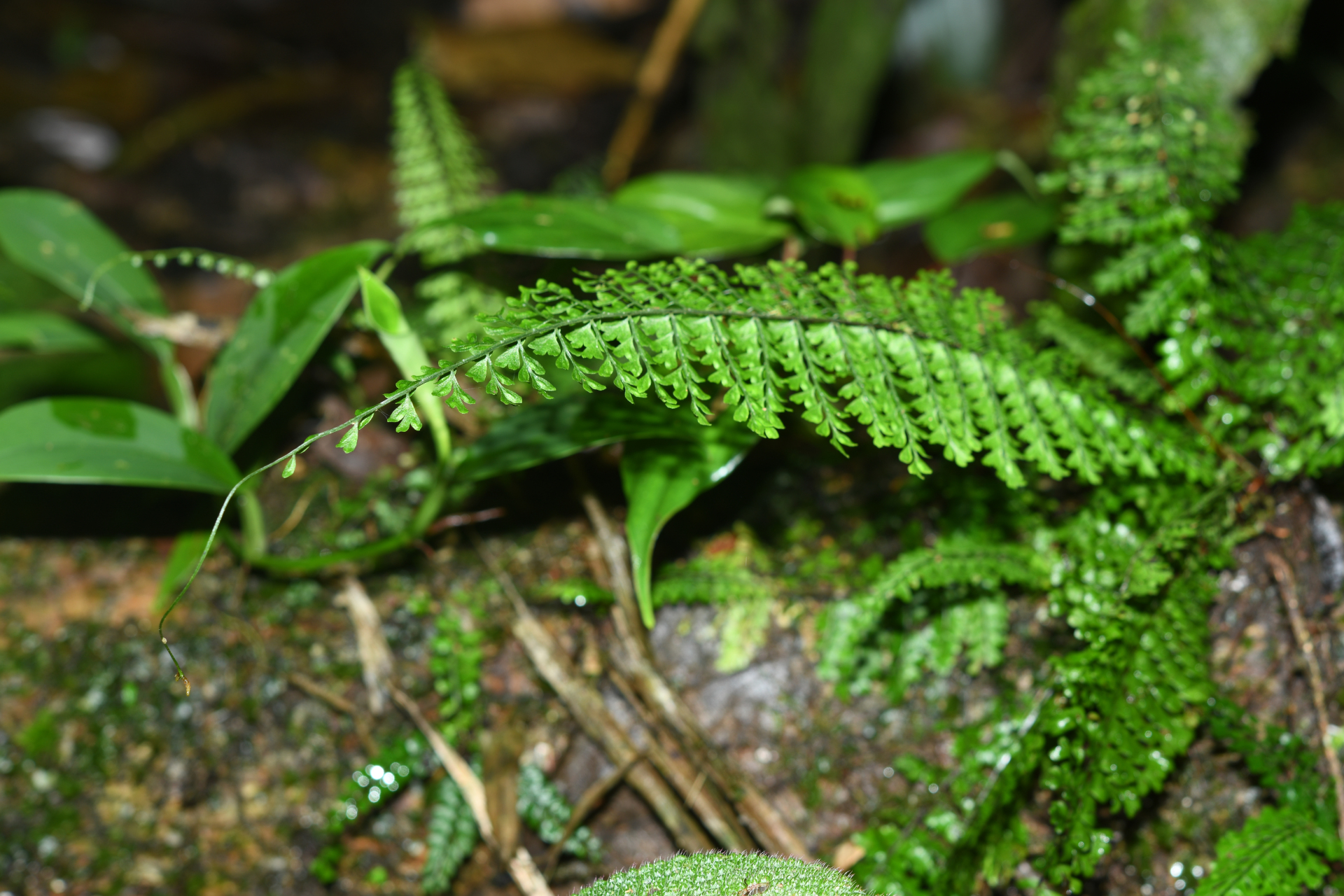 Asplenium rutaceum (Willd.) Mett. - Photo Bivouac Naturaliste