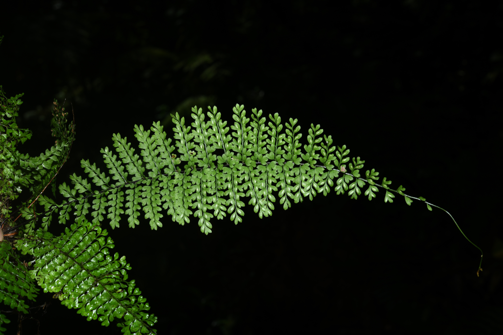 Asplenium rutaceum (Willd.) Mett. - Photo Bivouac Naturaliste