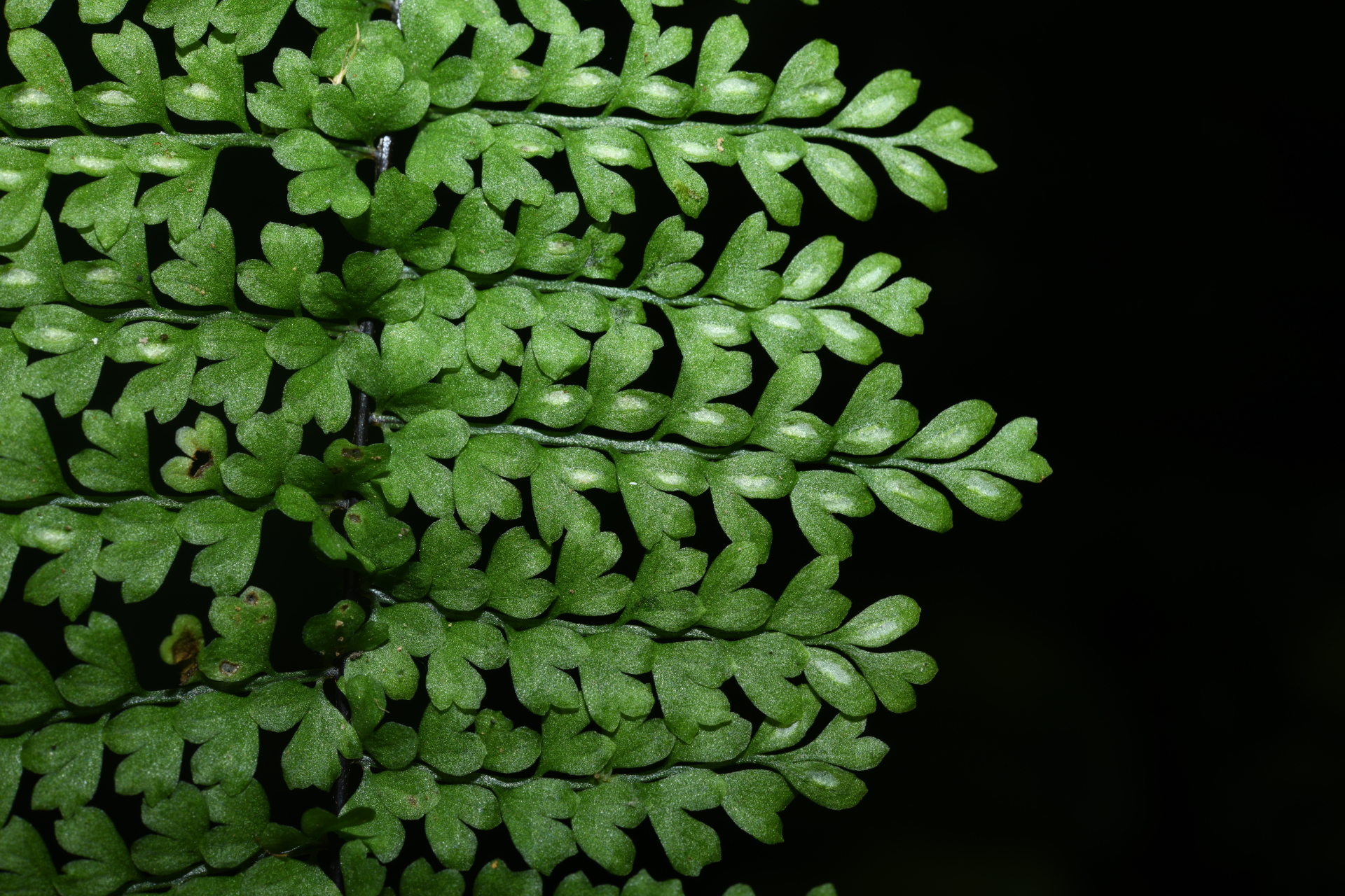 Asplenium rutaceum (Willd.) Mett. - Photo Bivouac Naturaliste