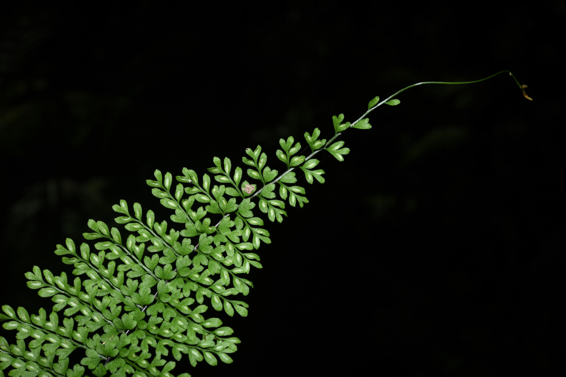 Asplenium rutaceum (Willd.) Mett. - Photo Bivouac Naturaliste