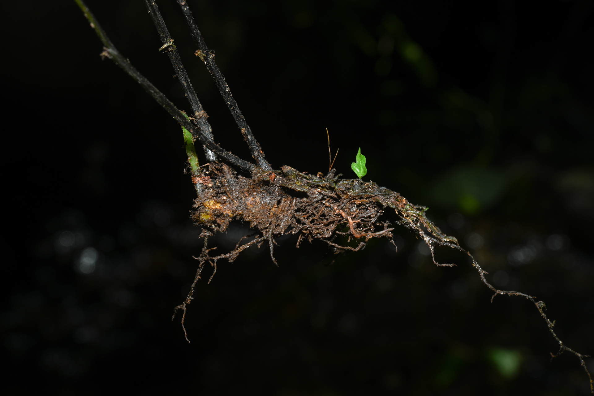 Hymenasplenium laetum (Sw.) L.Regalado & Prada - Photo Bivouac Naturaliste