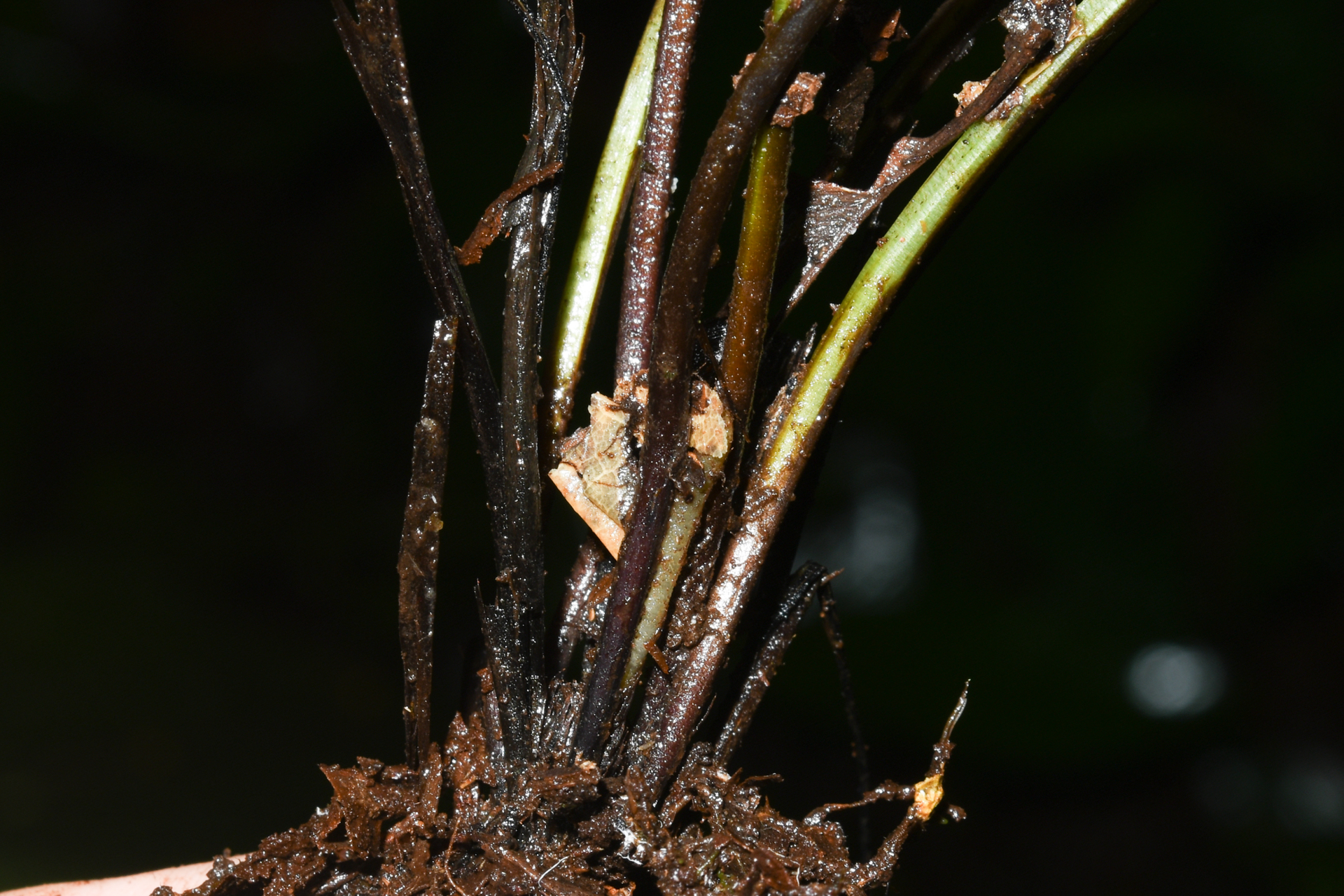 Hymenasplenium laetum (Sw.) L.Regalado & Prada - Photo Bivouac Naturaliste