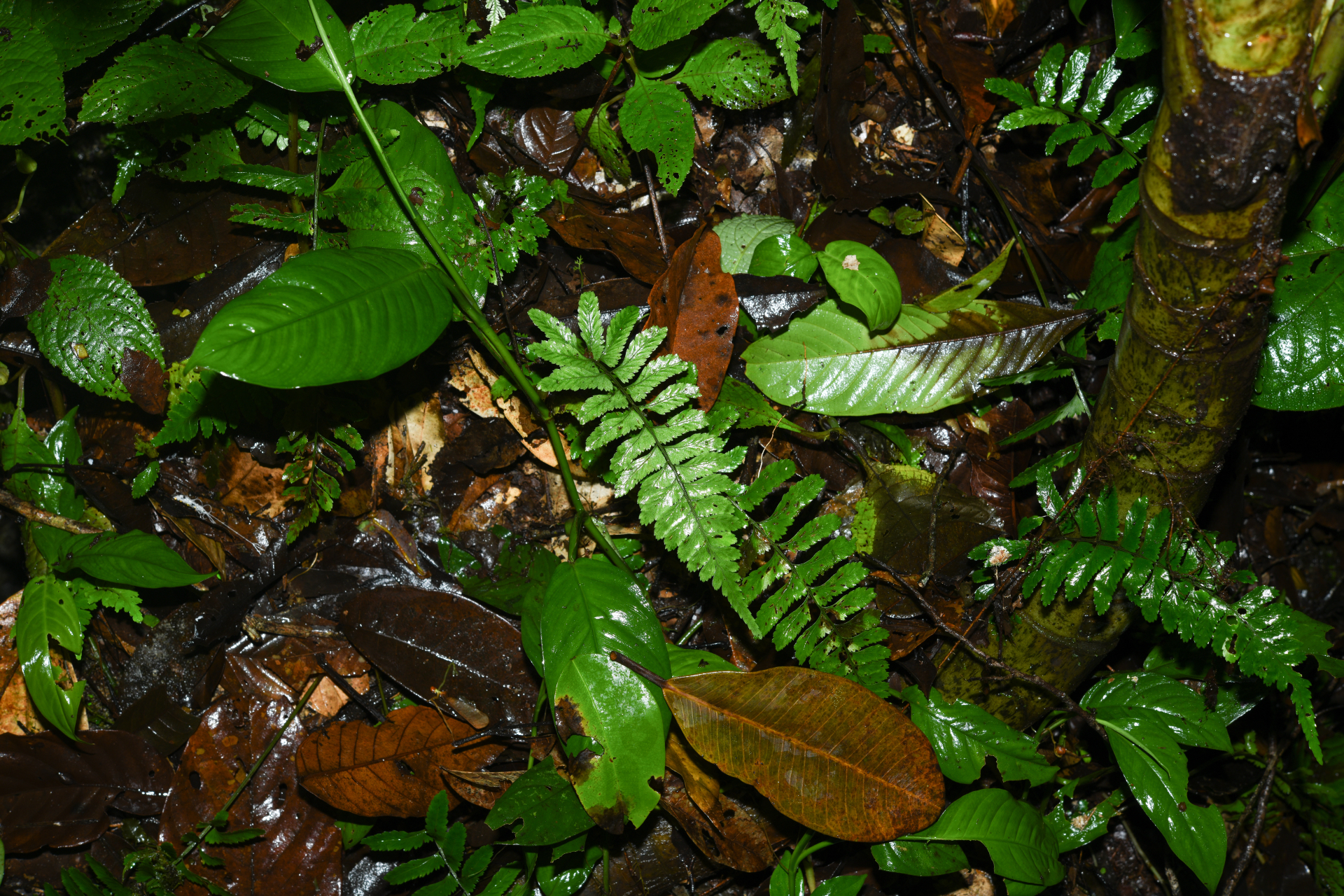 Hymenasplenium laetum (Sw.) L.Regalado & Prada - Photo Bivouac Naturaliste