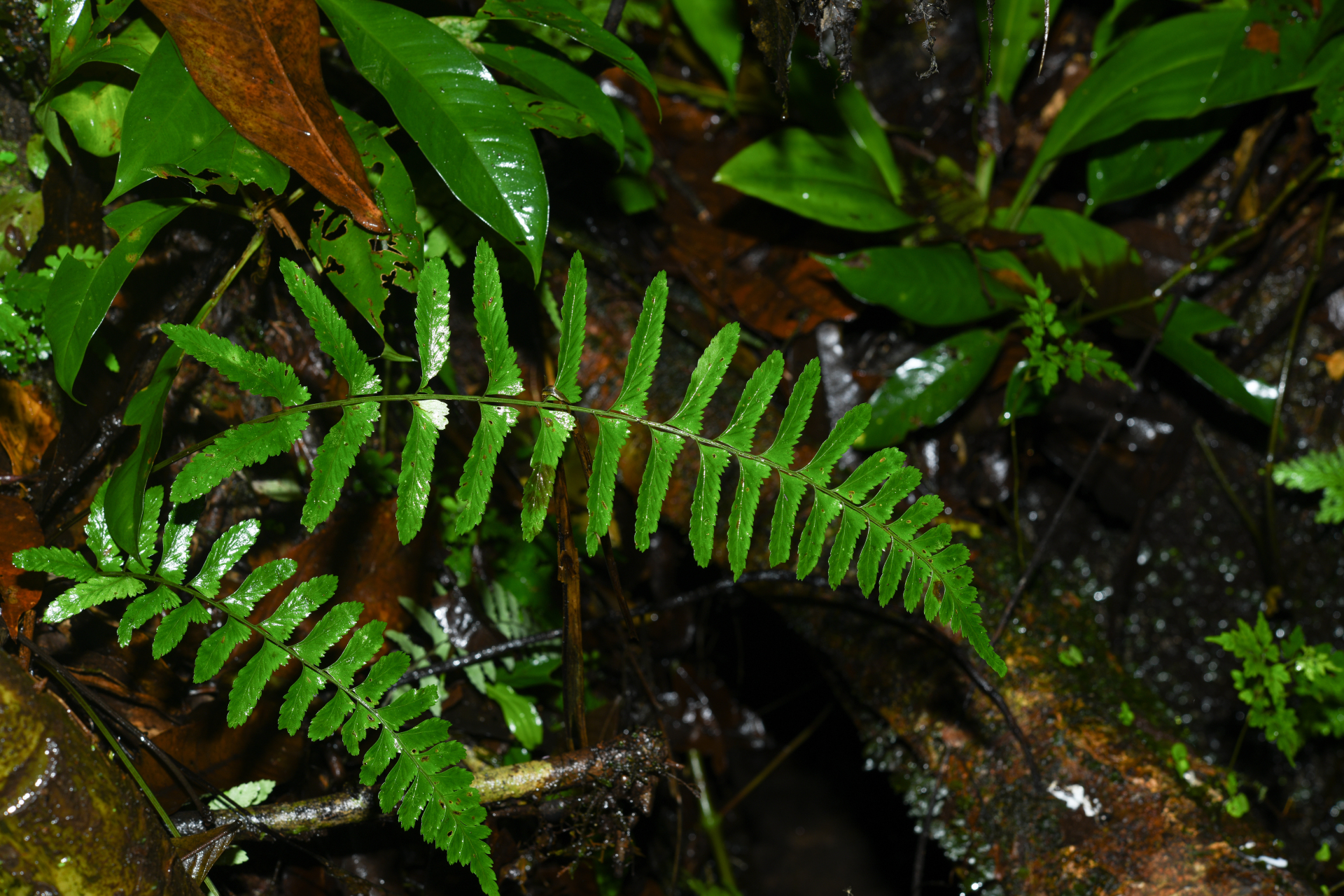 Hymenasplenium laetum (Sw.) L.Regalado & Prada - Photo Bivouac Naturaliste