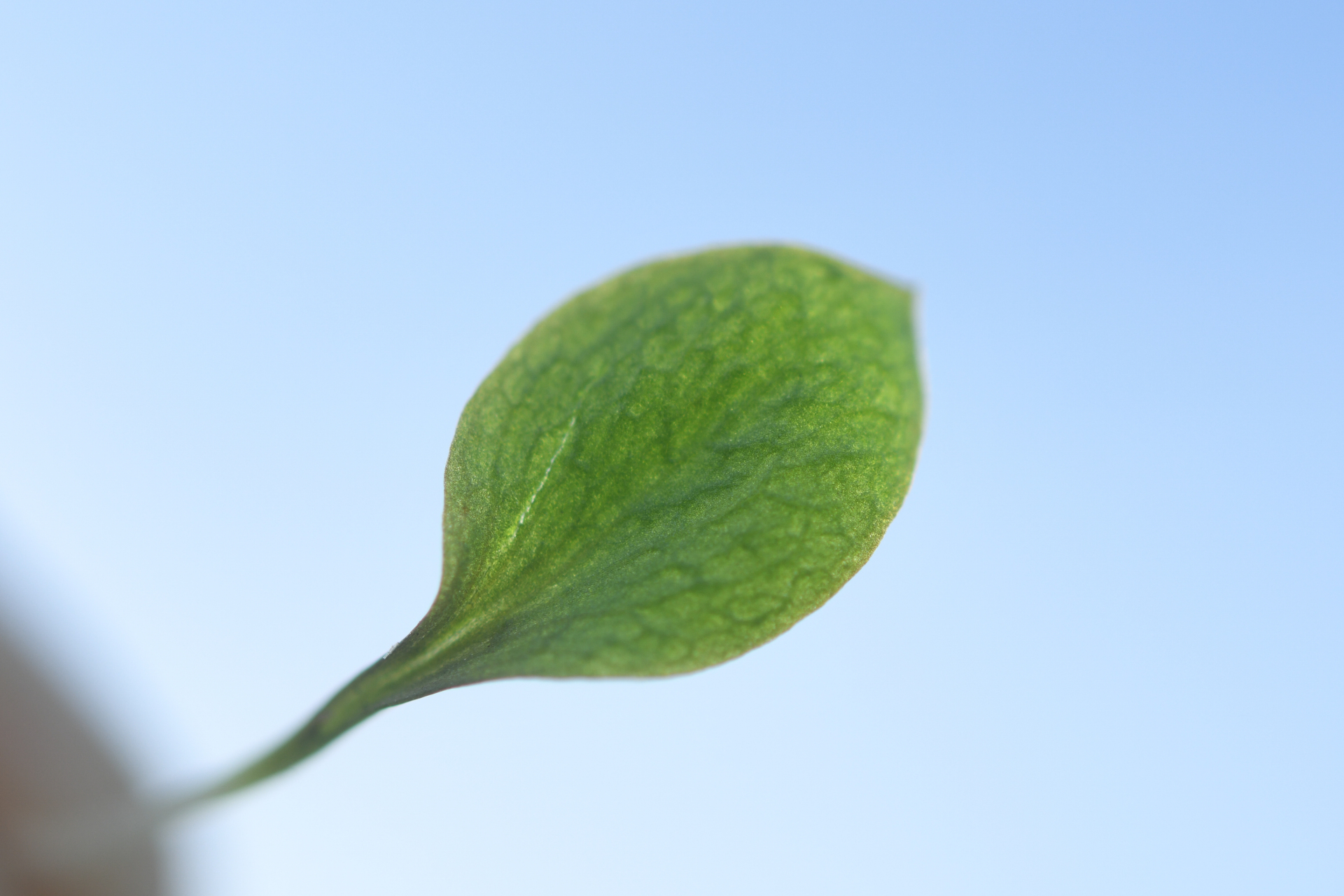 Ophioglossum crotalophoroides Walter - Photo Bivouac Naturaliste