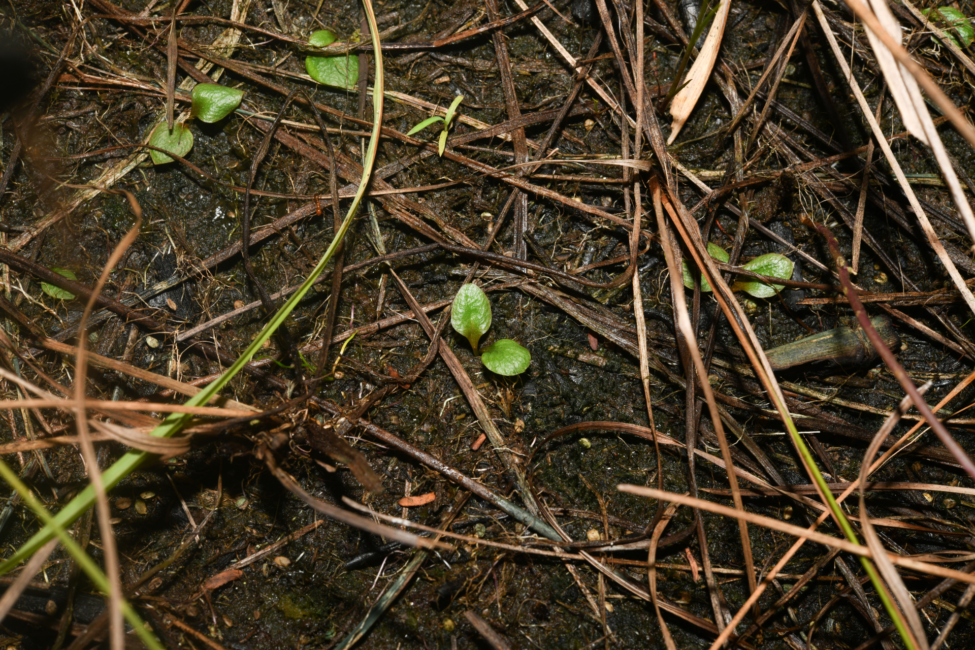 Ophioglossum crotalophoroides Walter - Photo Bivouac Naturaliste