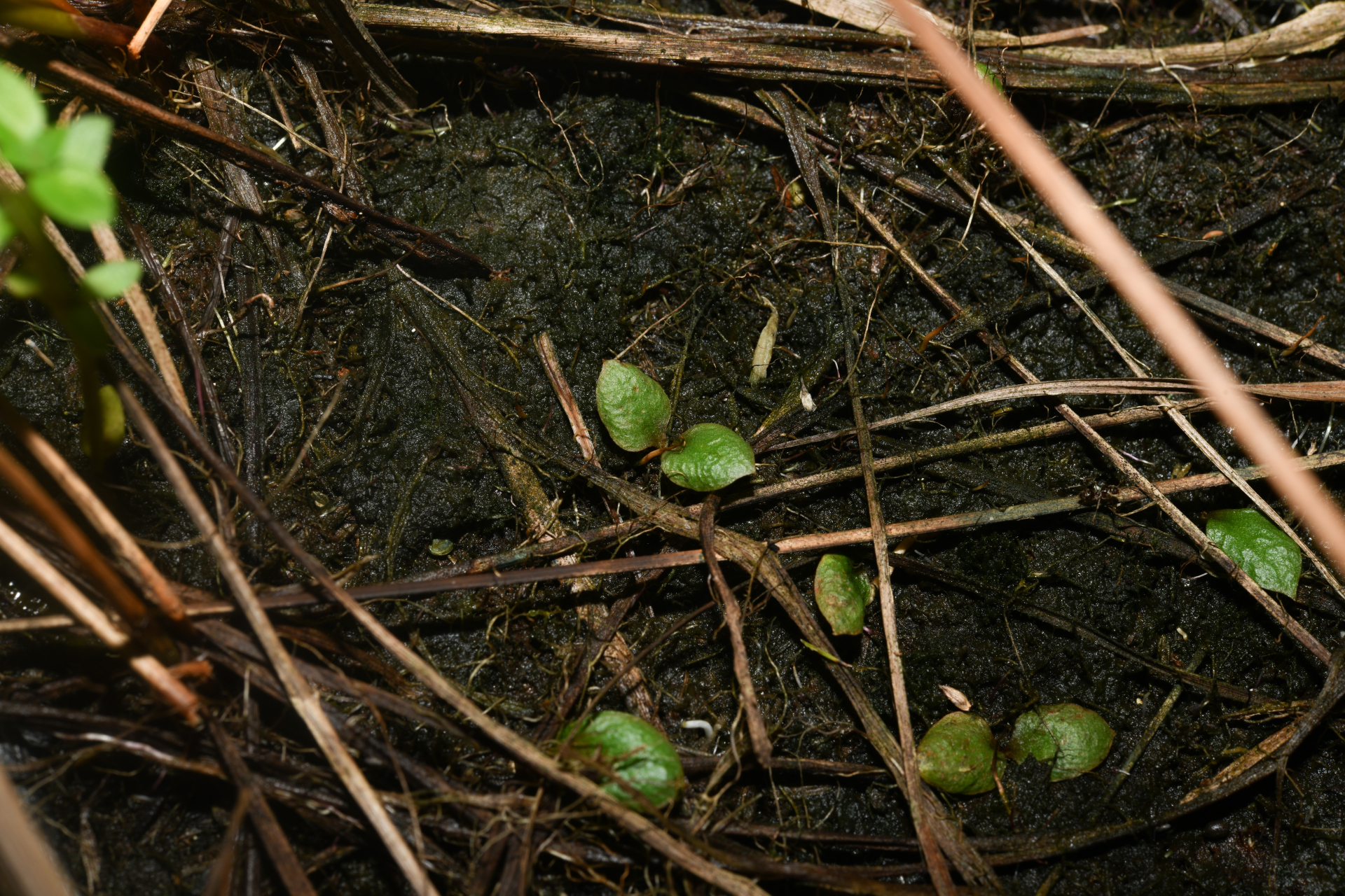 Ophioglossum crotalophoroides Walter - Photo Bivouac Naturaliste