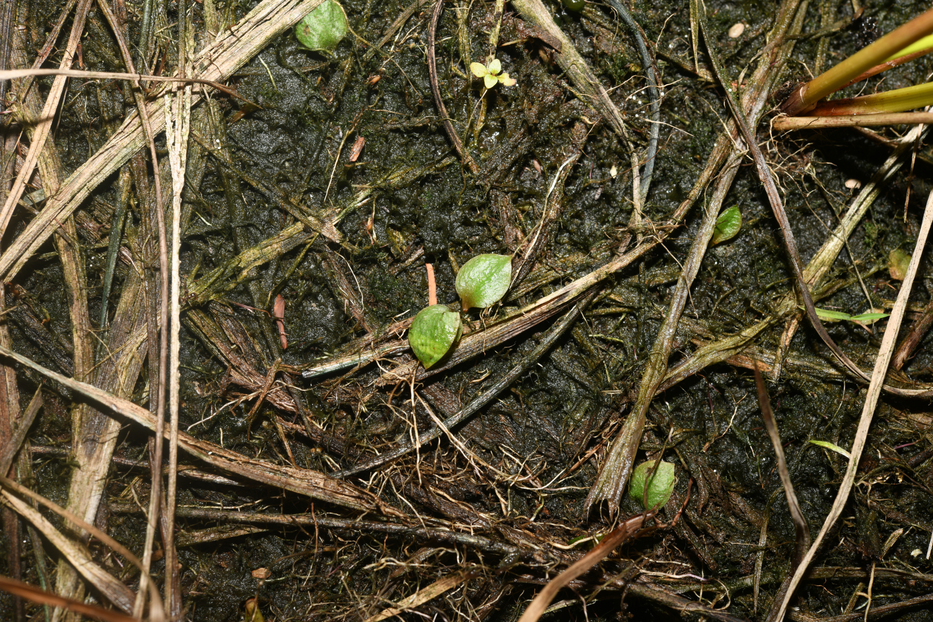 Ophioglossum crotalophoroides Walter - Photo Bivouac Naturaliste