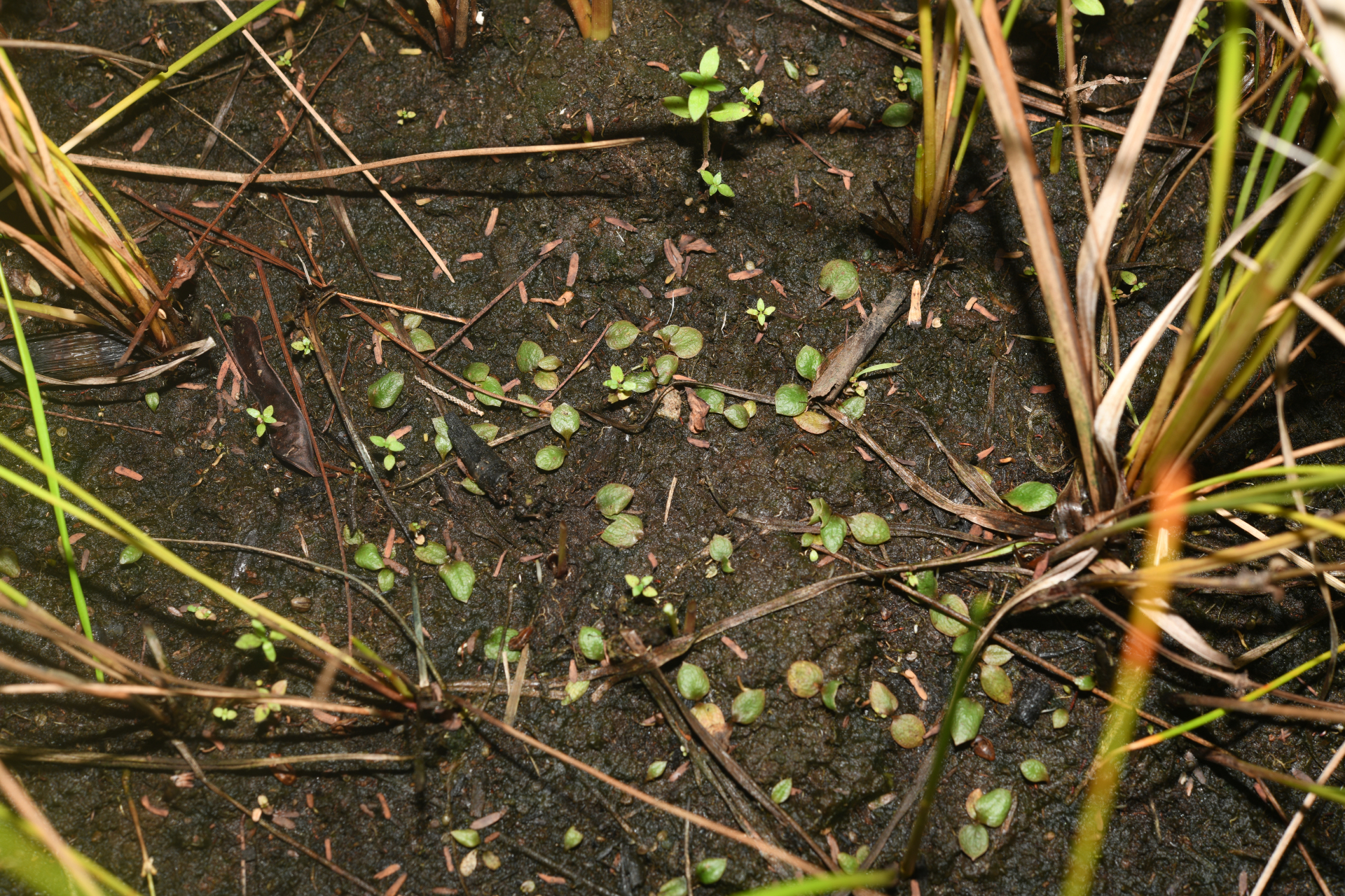 Ophioglossum crotalophoroides Walter - Photo Bivouac Naturaliste