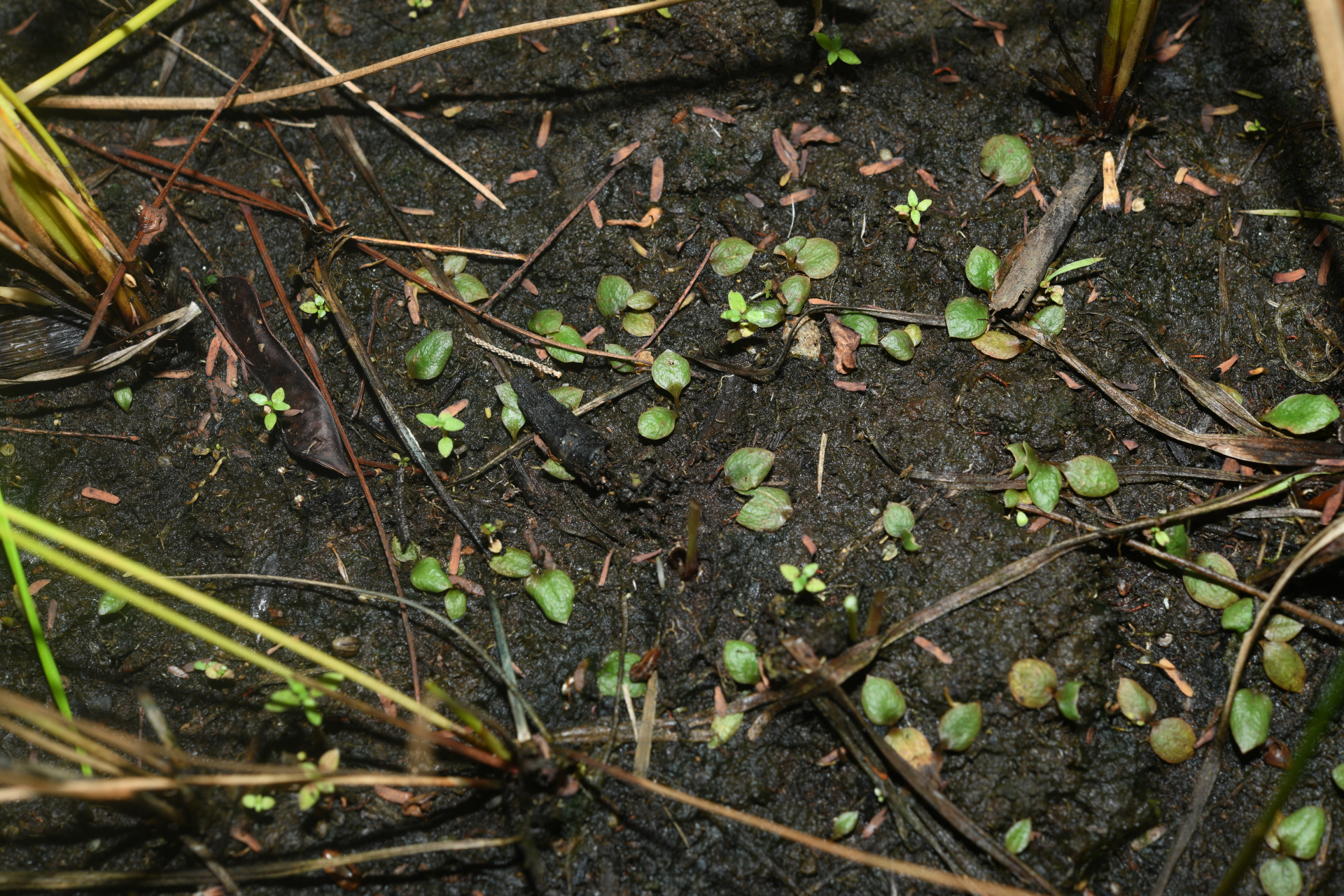 Ophioglossum crotalophoroides Walter - Photo Bivouac Naturaliste