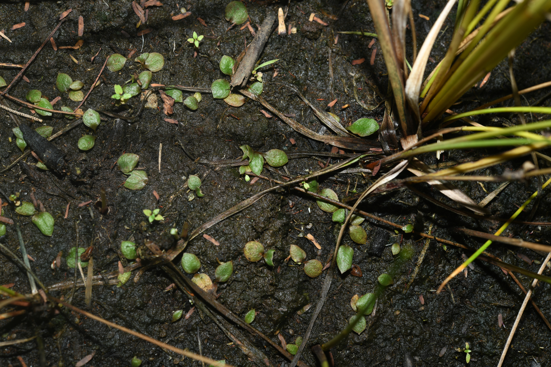 Ophioglossum crotalophoroides Walter - Photo Bivouac Naturaliste