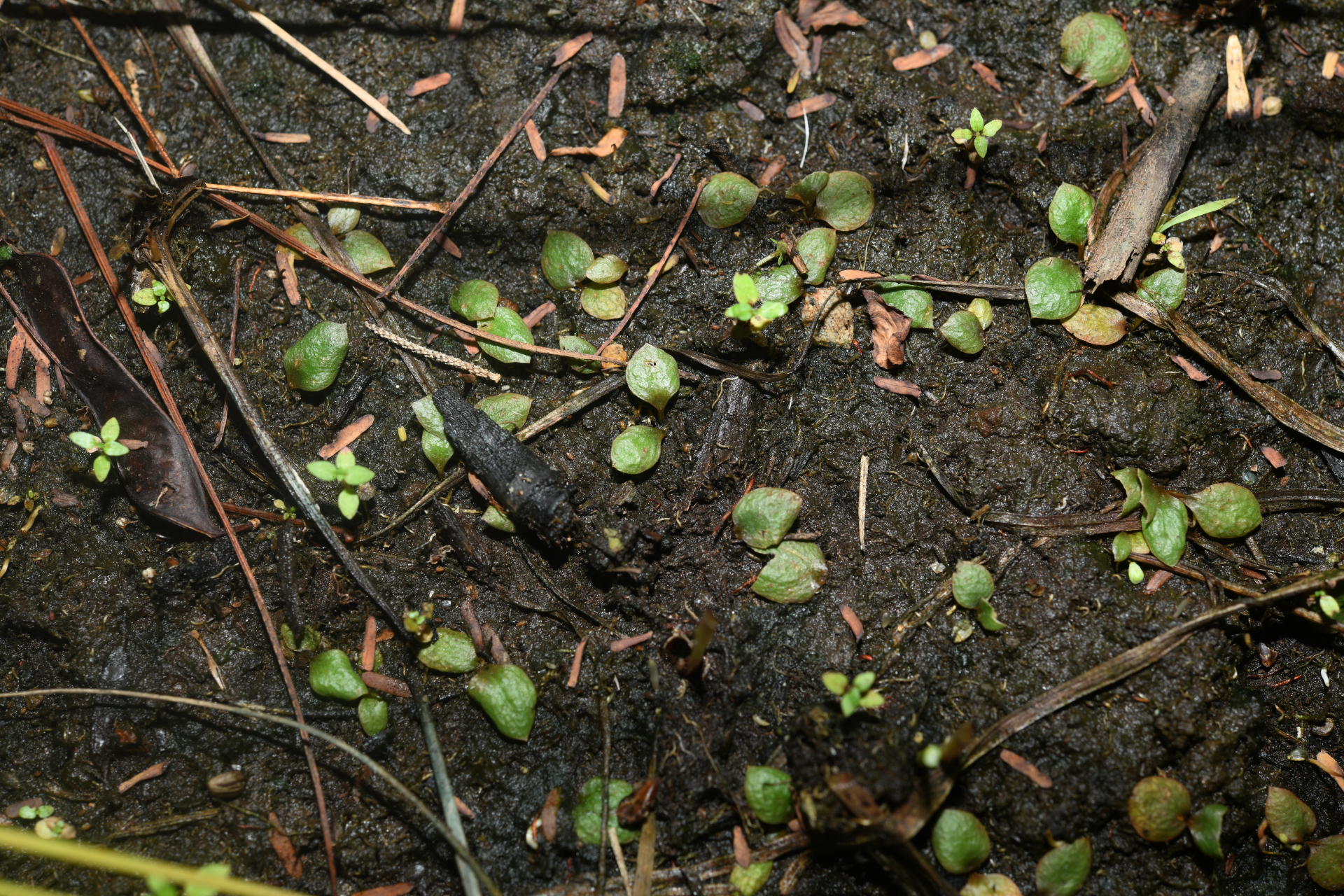 Ophioglossum crotalophoroides Walter - Photo Bivouac Naturaliste