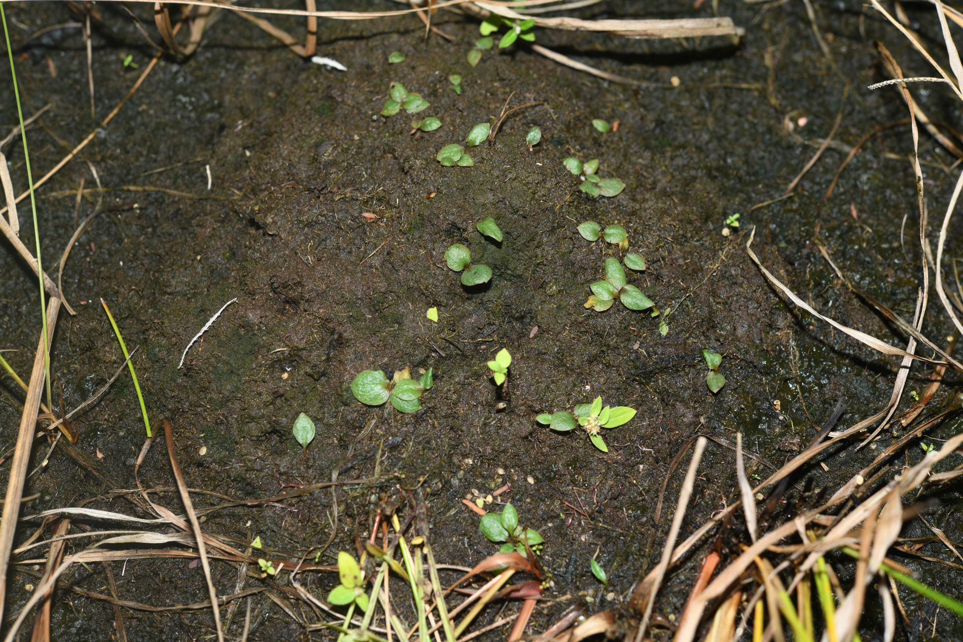 Ophioglossum crotalophoroides Walter - Photo Bivouac Naturaliste