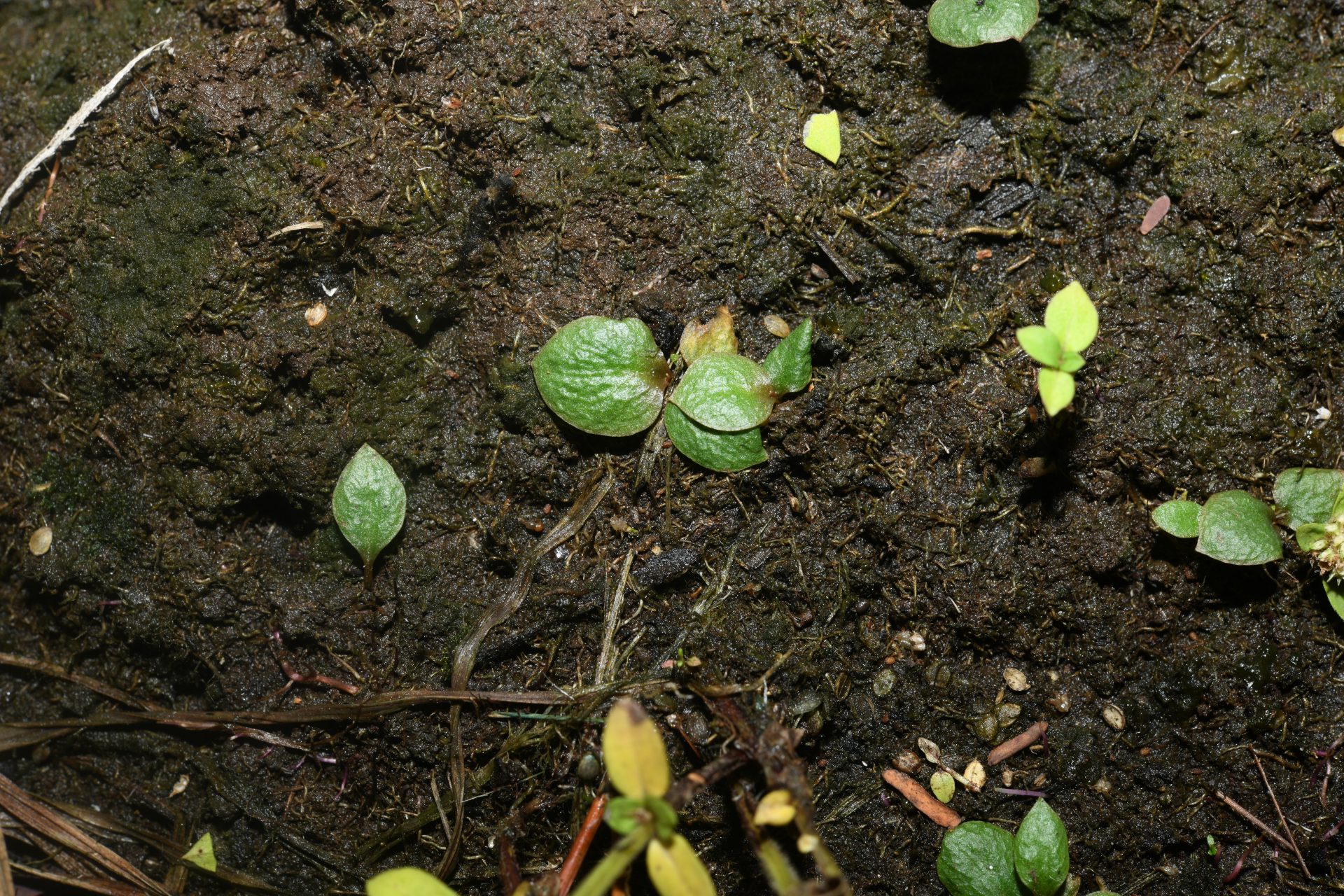 Ophioglossum crotalophoroides Walter - Photo Bivouac Naturaliste