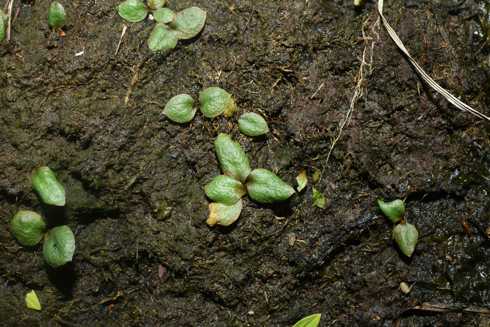 Ophioglossum crotalophoroides Walter - Photo Bivouac Naturaliste
