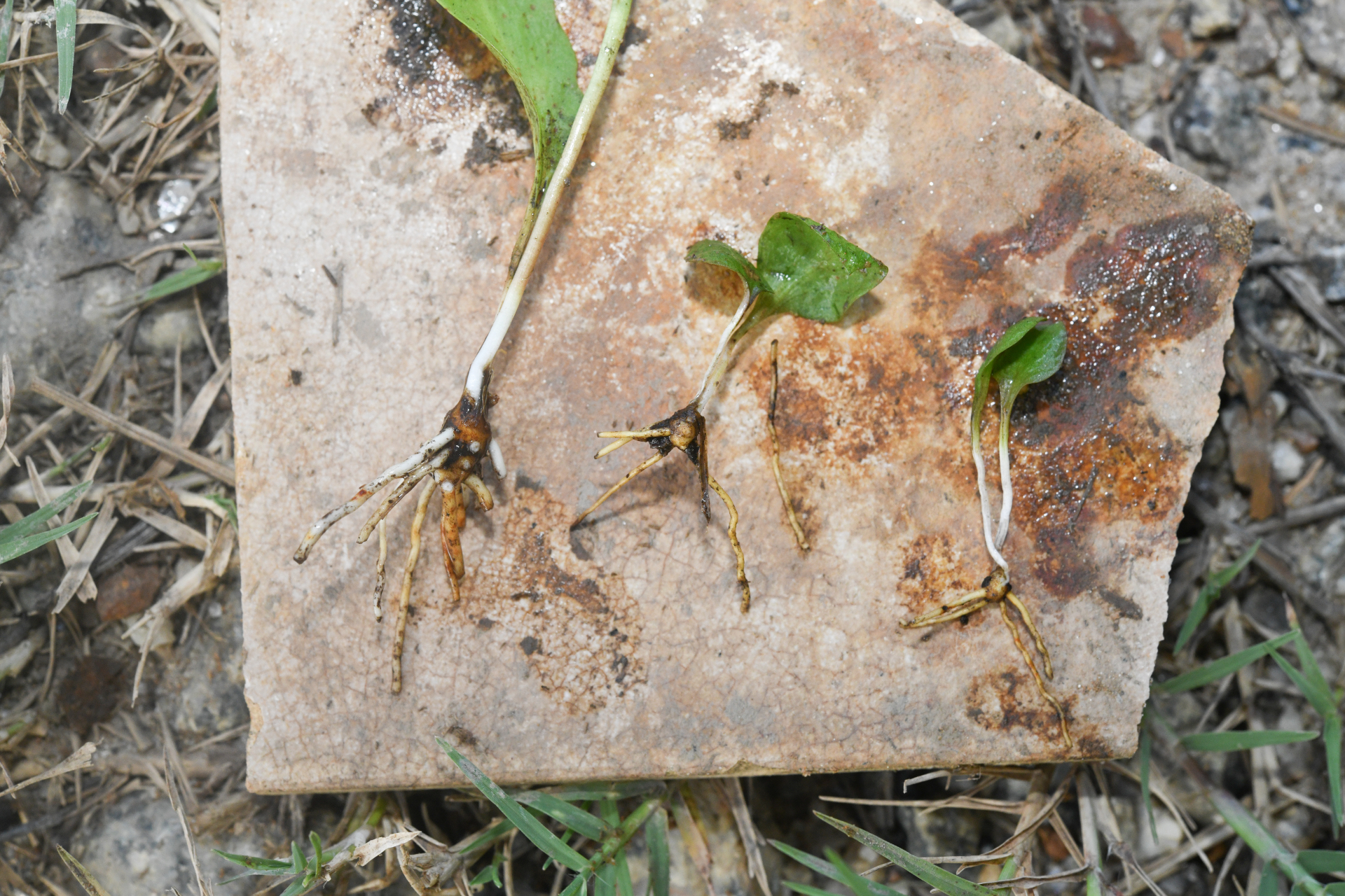 Ophioglossum crotalophoroides Walter - Photo Bivouac Naturaliste